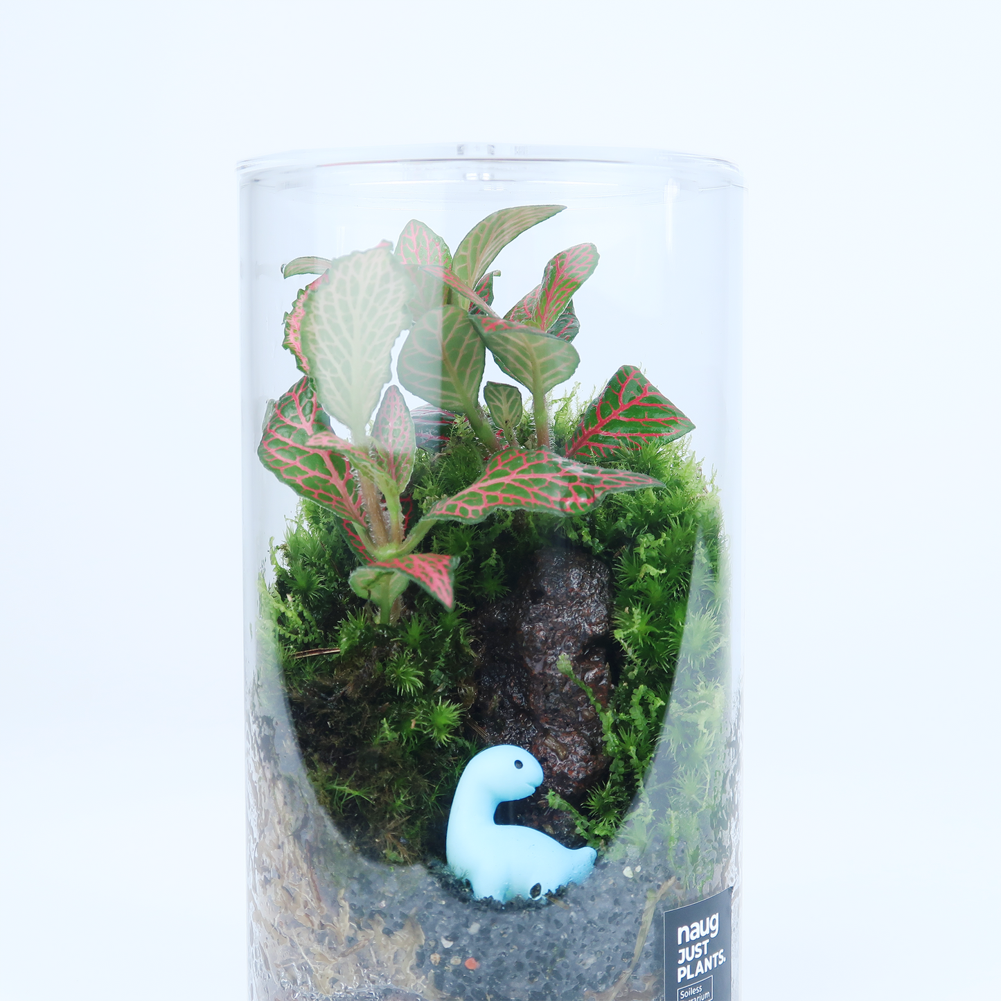 Basic Terrarium Series