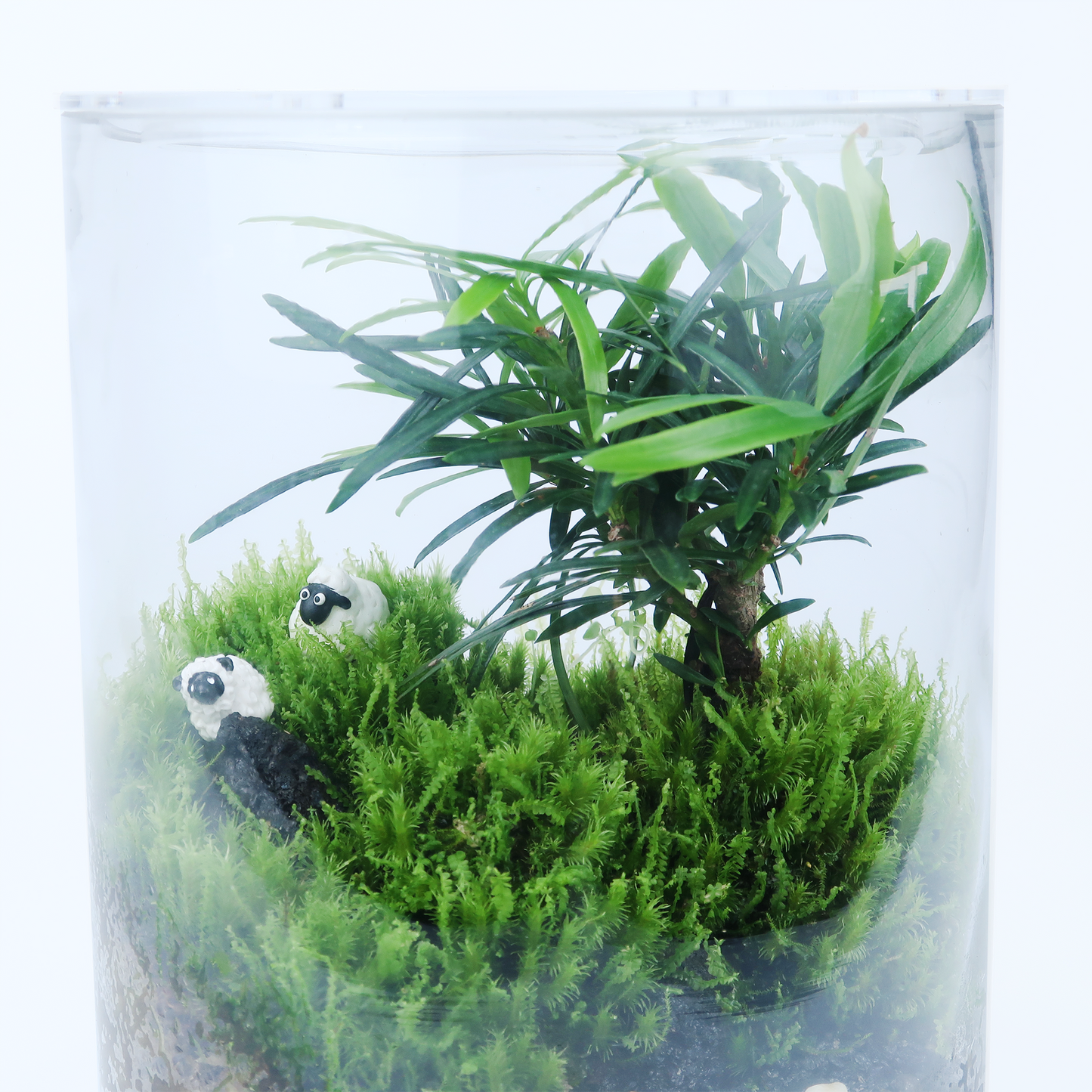 Bonsai Terrarium Series