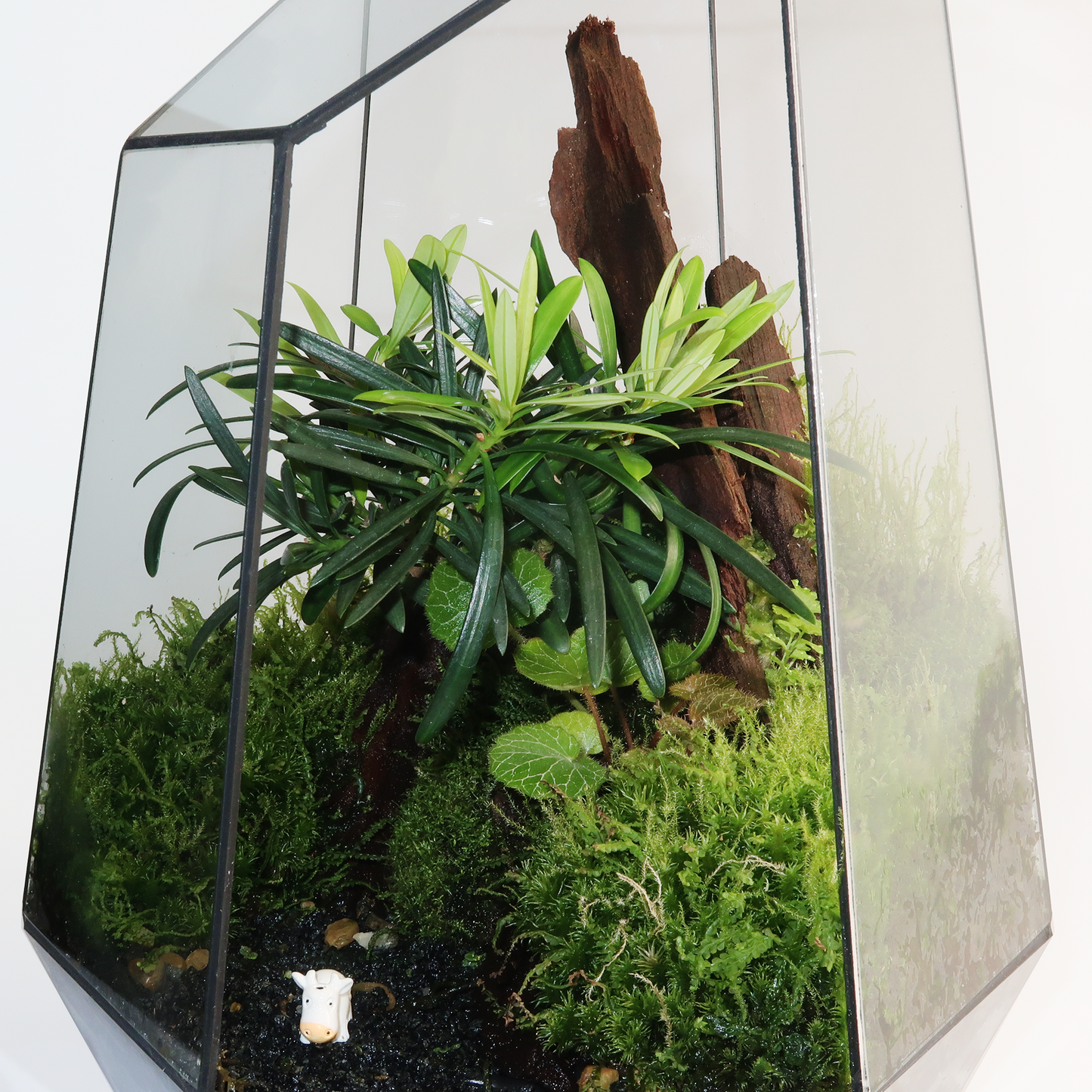 Geometric Terrarium Series