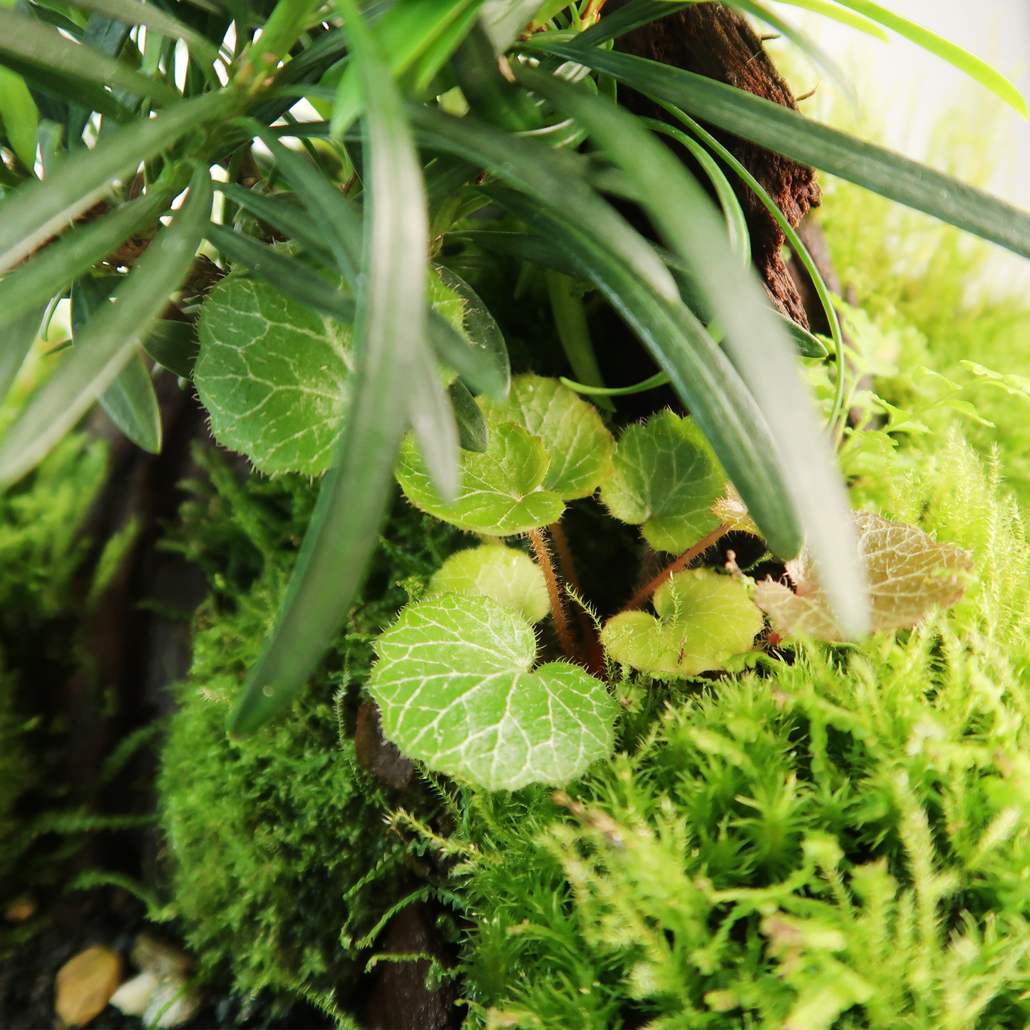 Geometric Terrarium Series