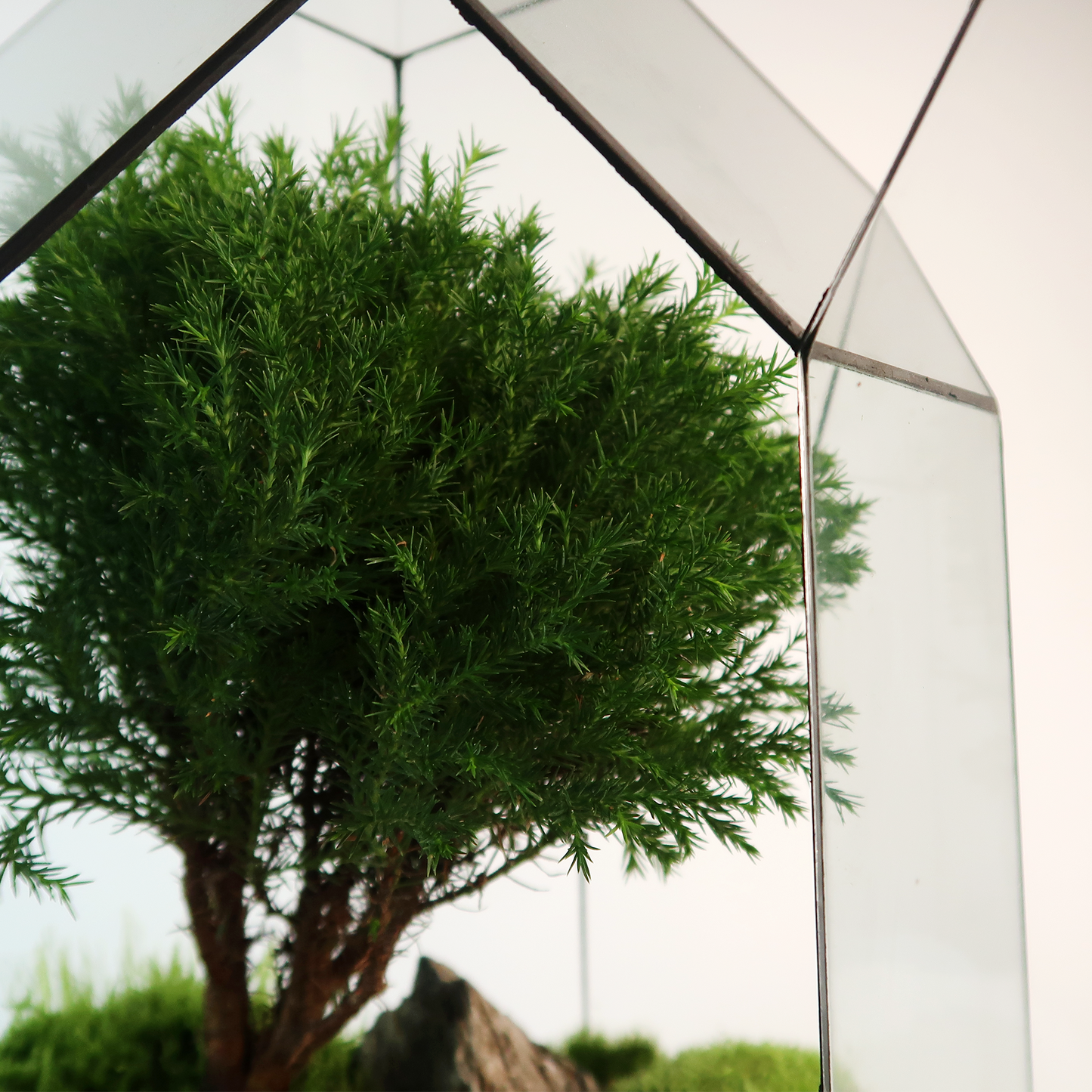 8 Side Terrarium Series