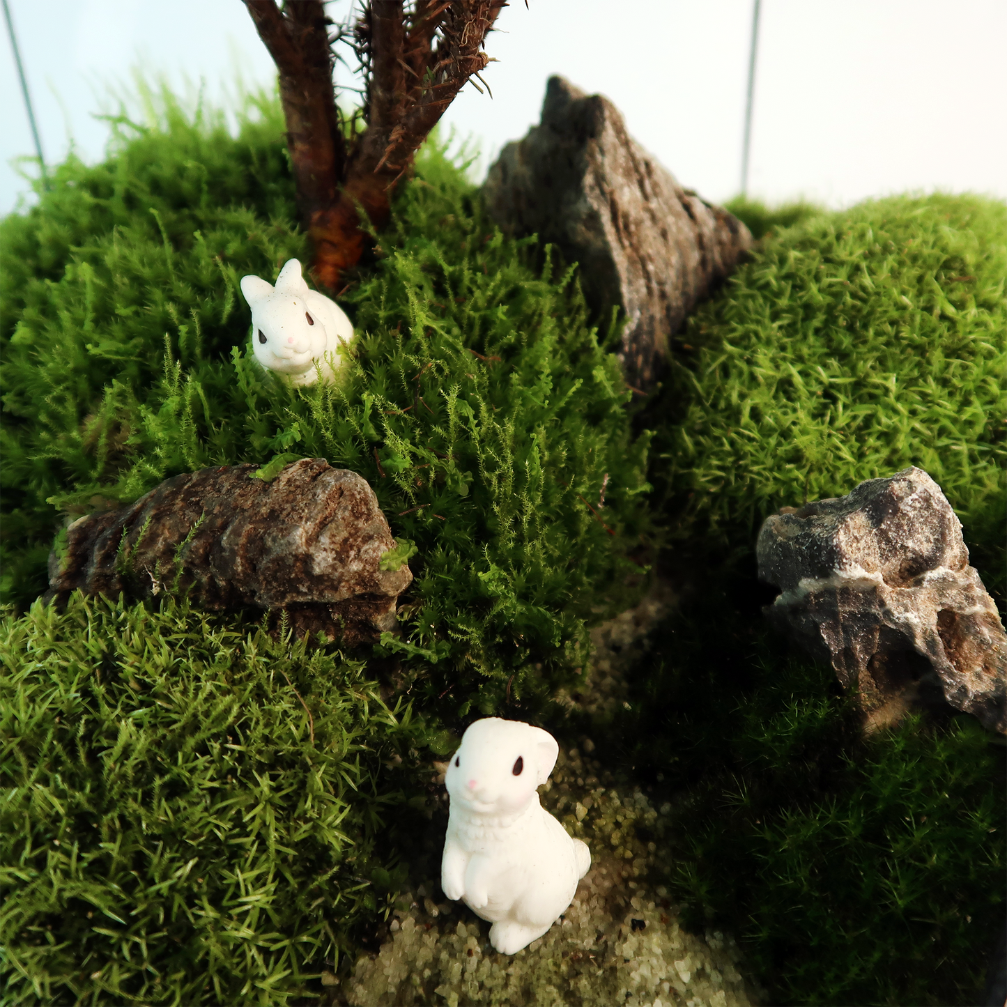 8 Side Terrarium Series