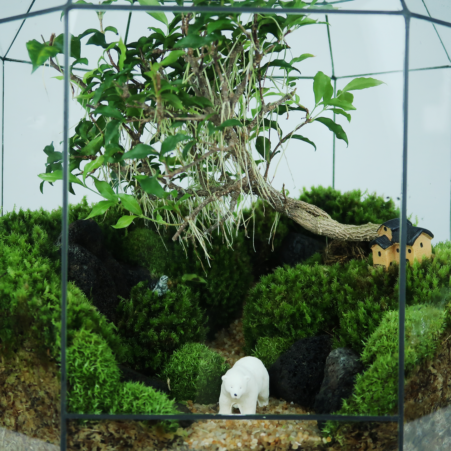 8 Side Terrarium Series