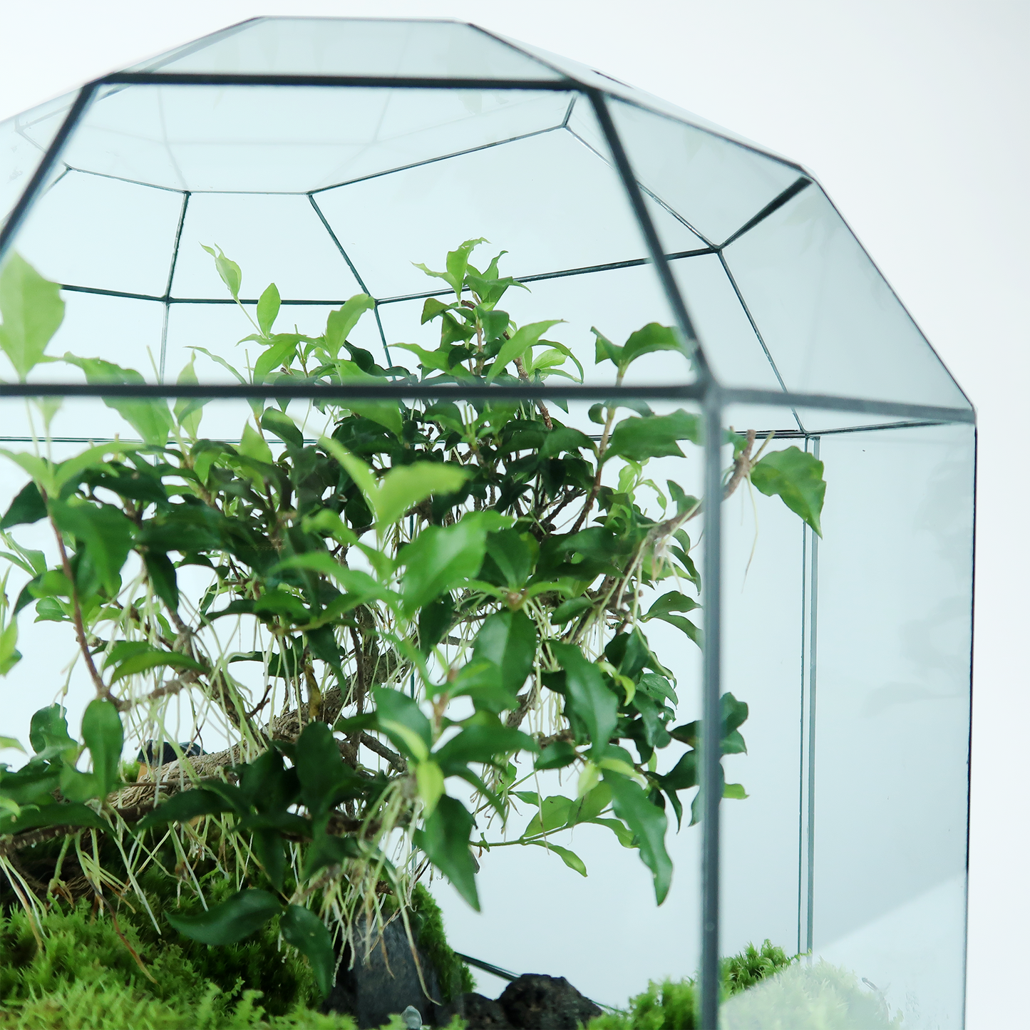 8 Side Terrarium Series