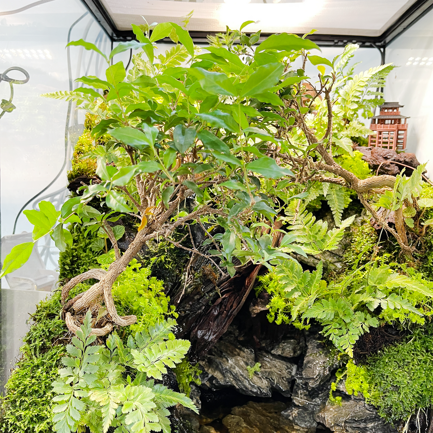 Paludarium Series