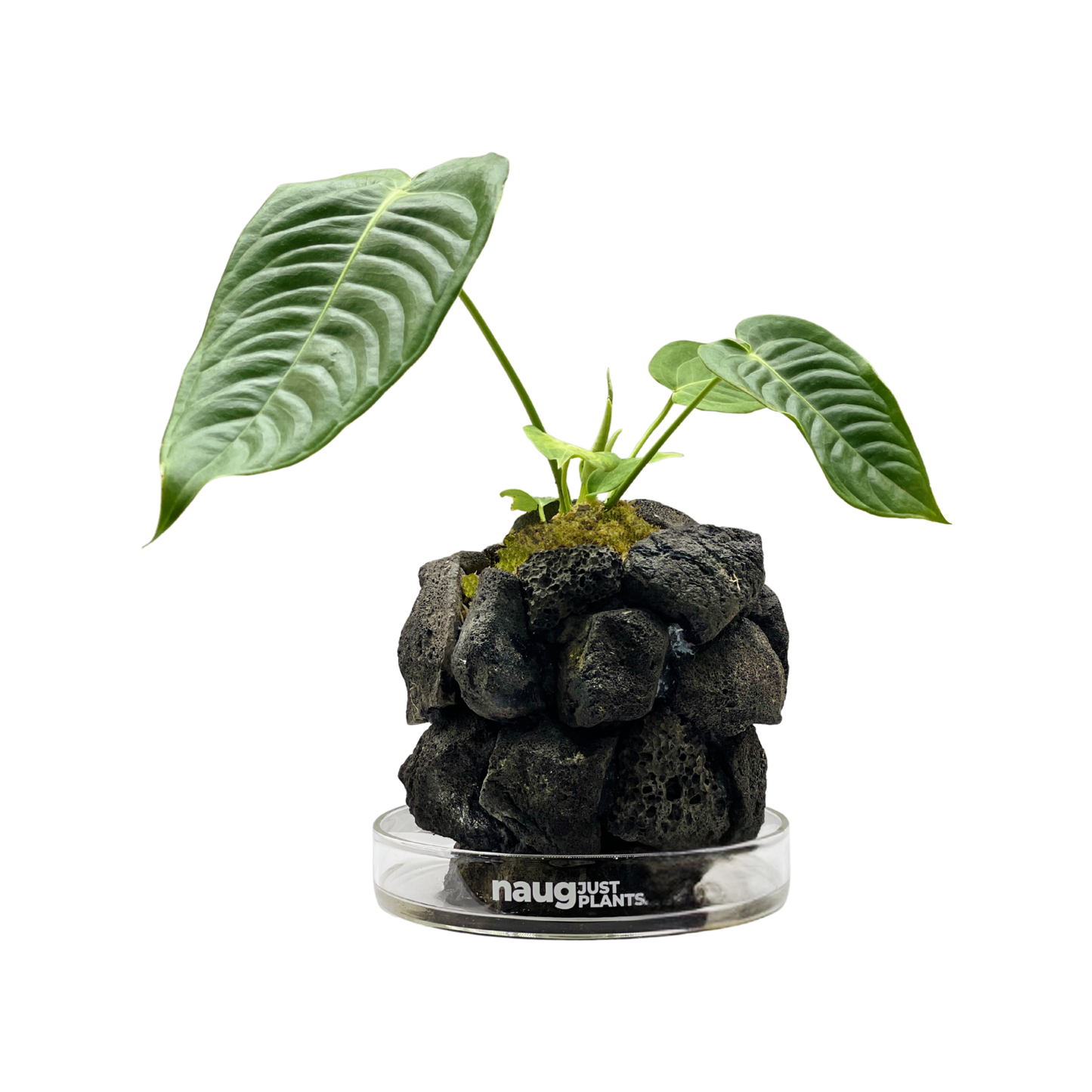 Ishidama Anthurium (Special Set)