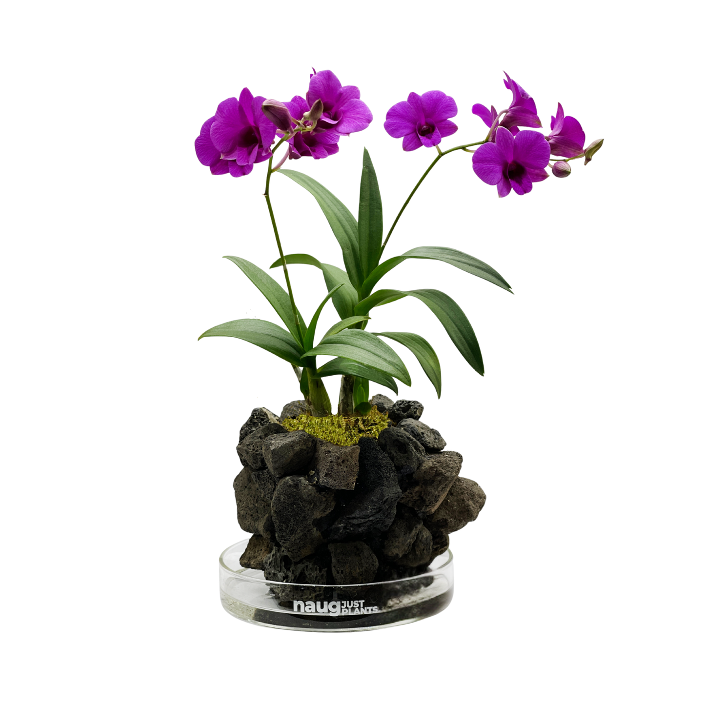 Ishidama Orchid