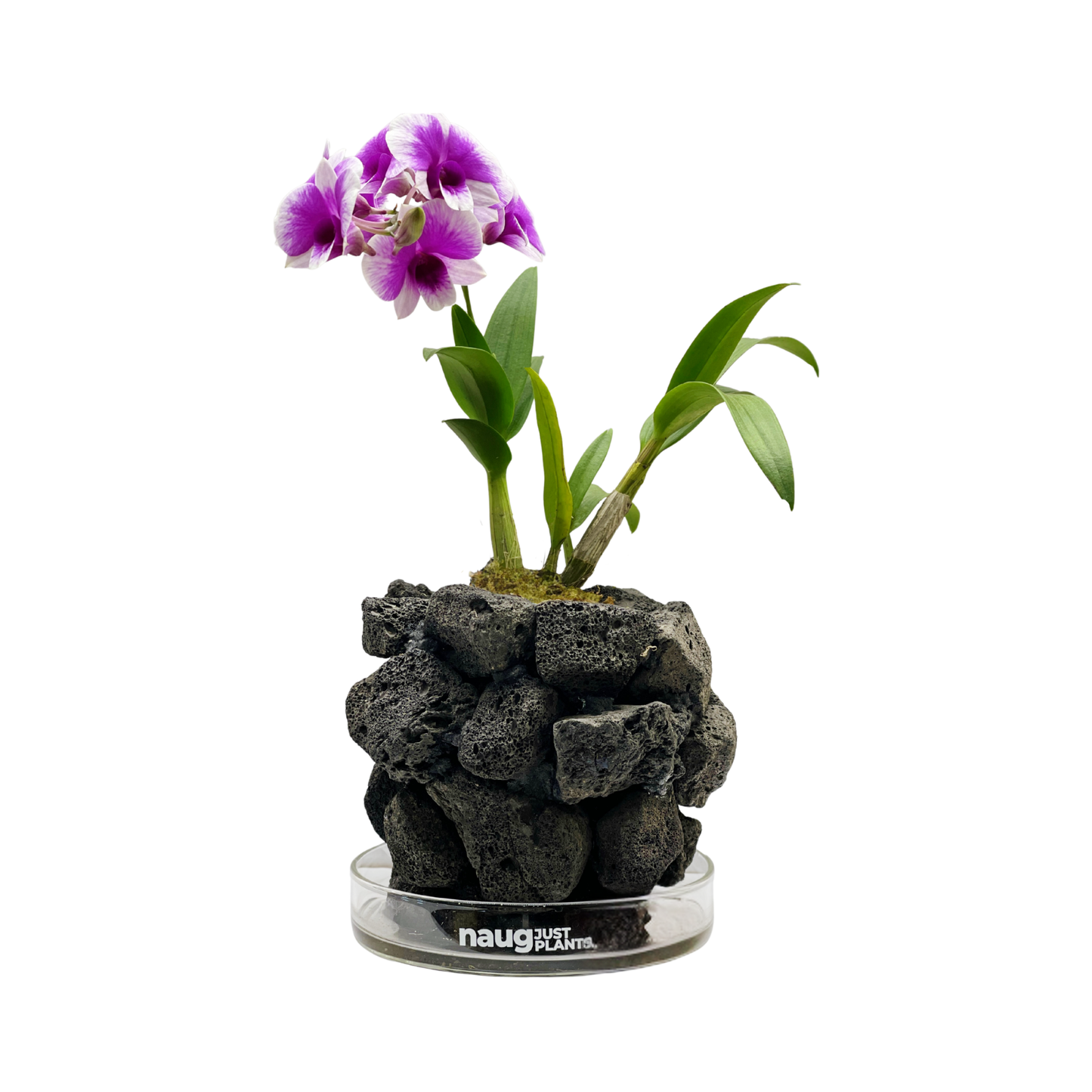 Ishidama Orchid