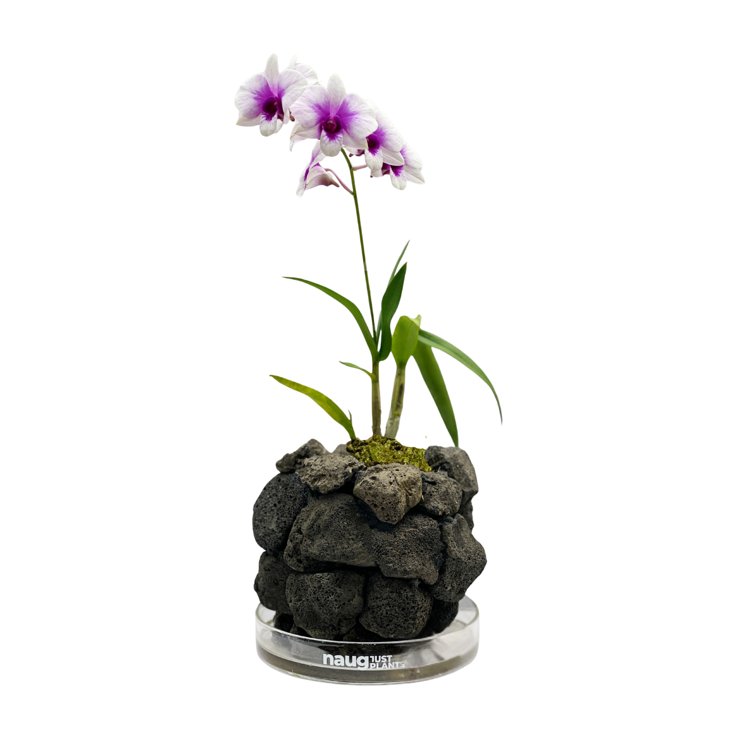 Ishidama Orchid