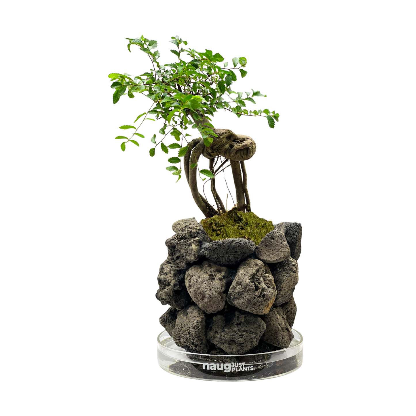 Ishidama Ulmus Pumila