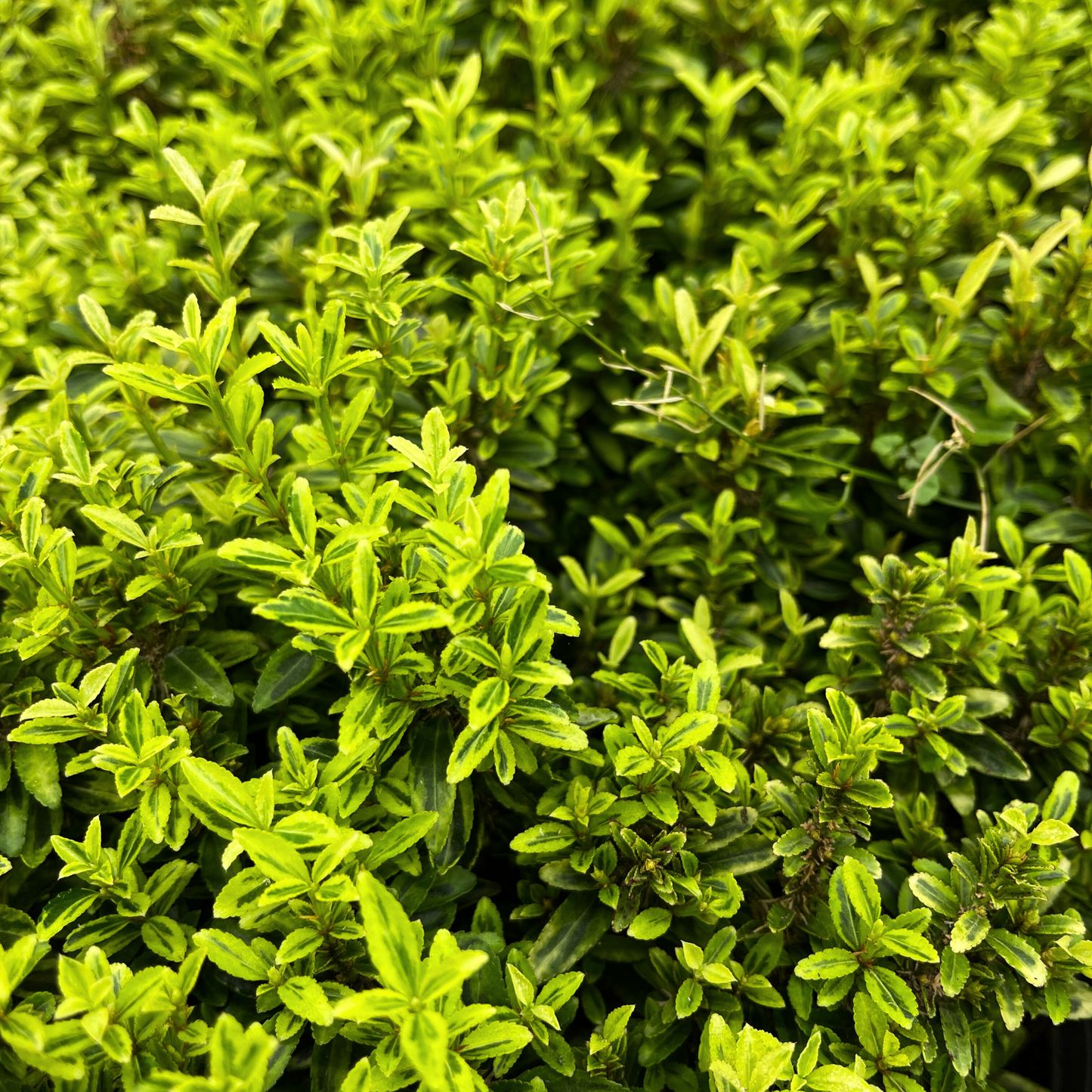 Creeper Plant - Japanese Euonymus