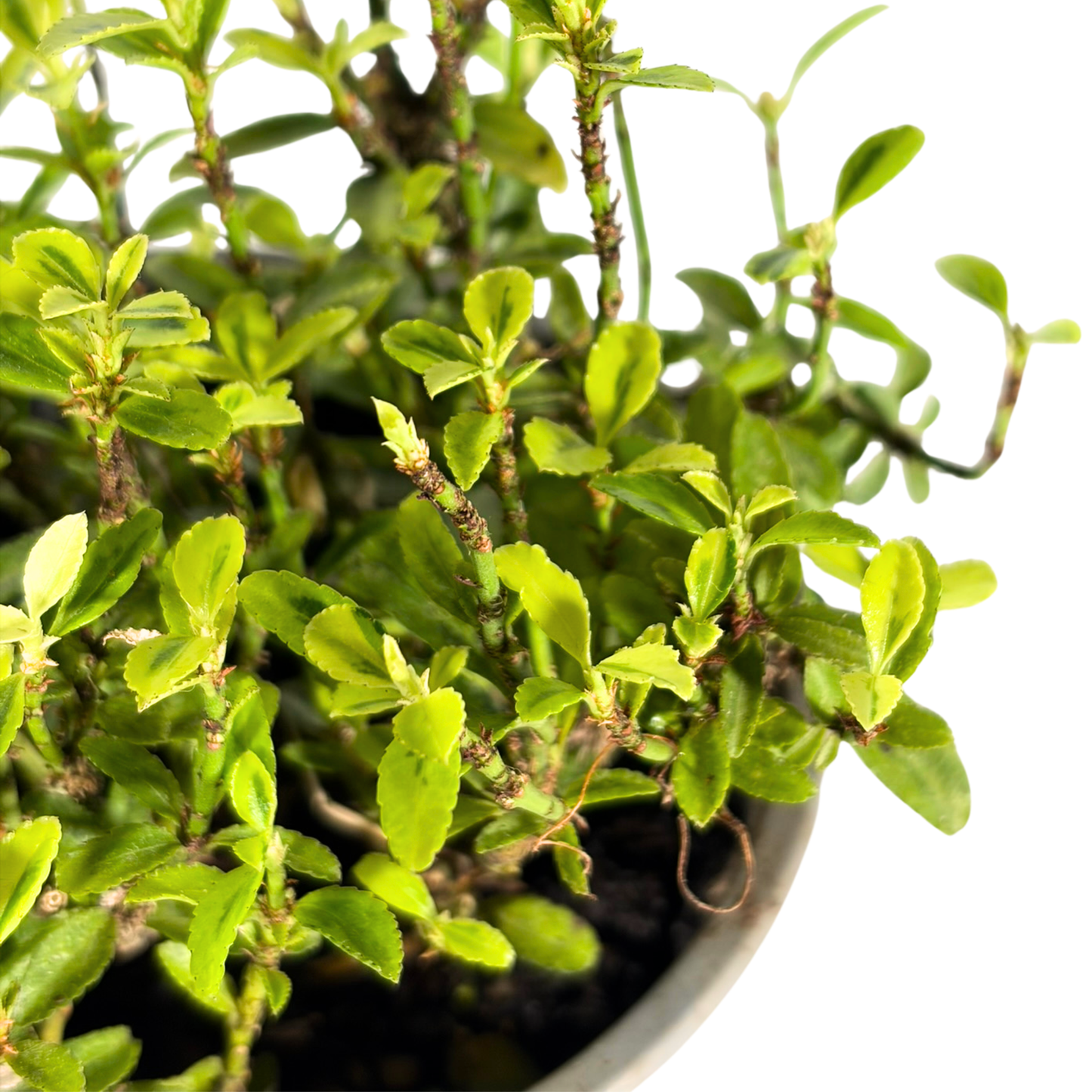 Creeper Plant - Japanese Euonymus