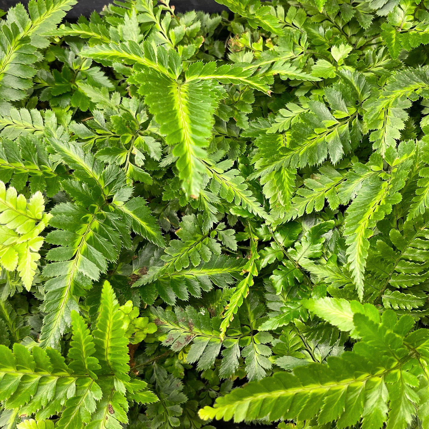 Fern Plant - Leatherleaf Fern