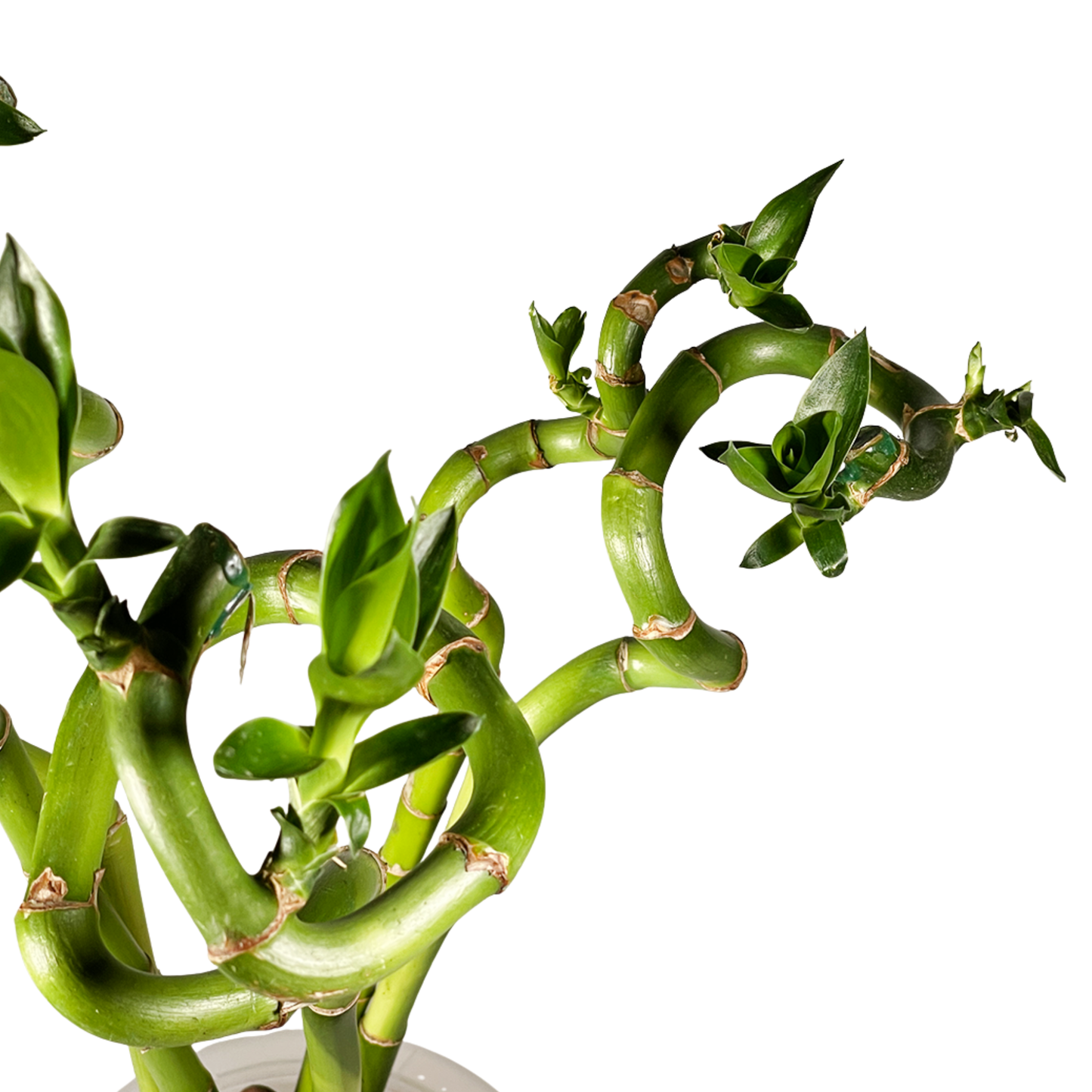 Hydro-cultured Plants - Lucky Bamboo