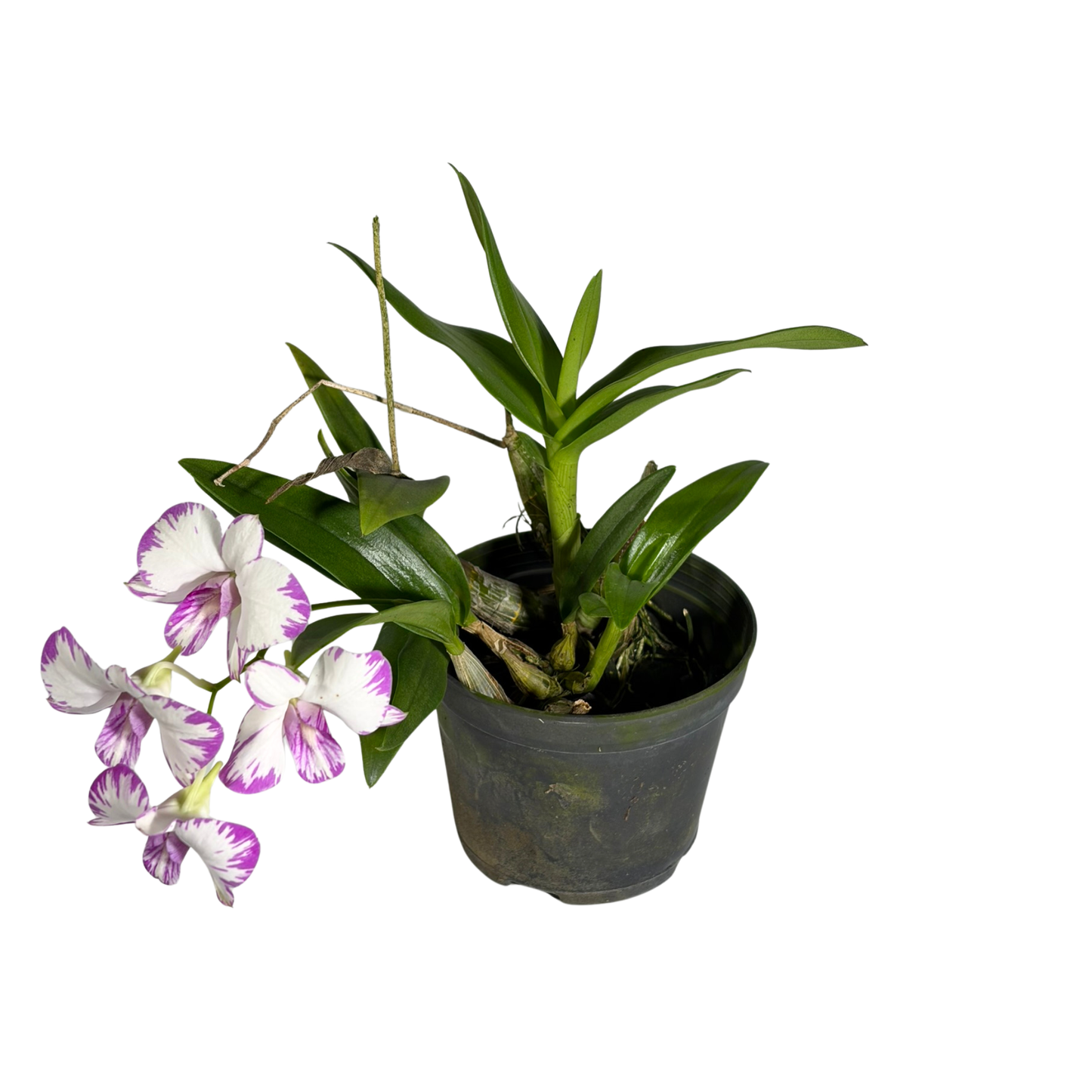 Orchid