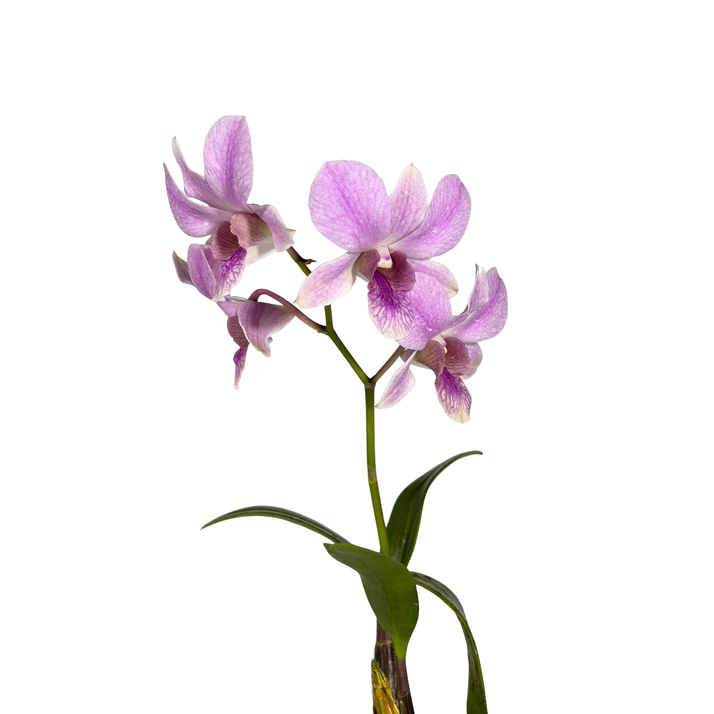 Orchid