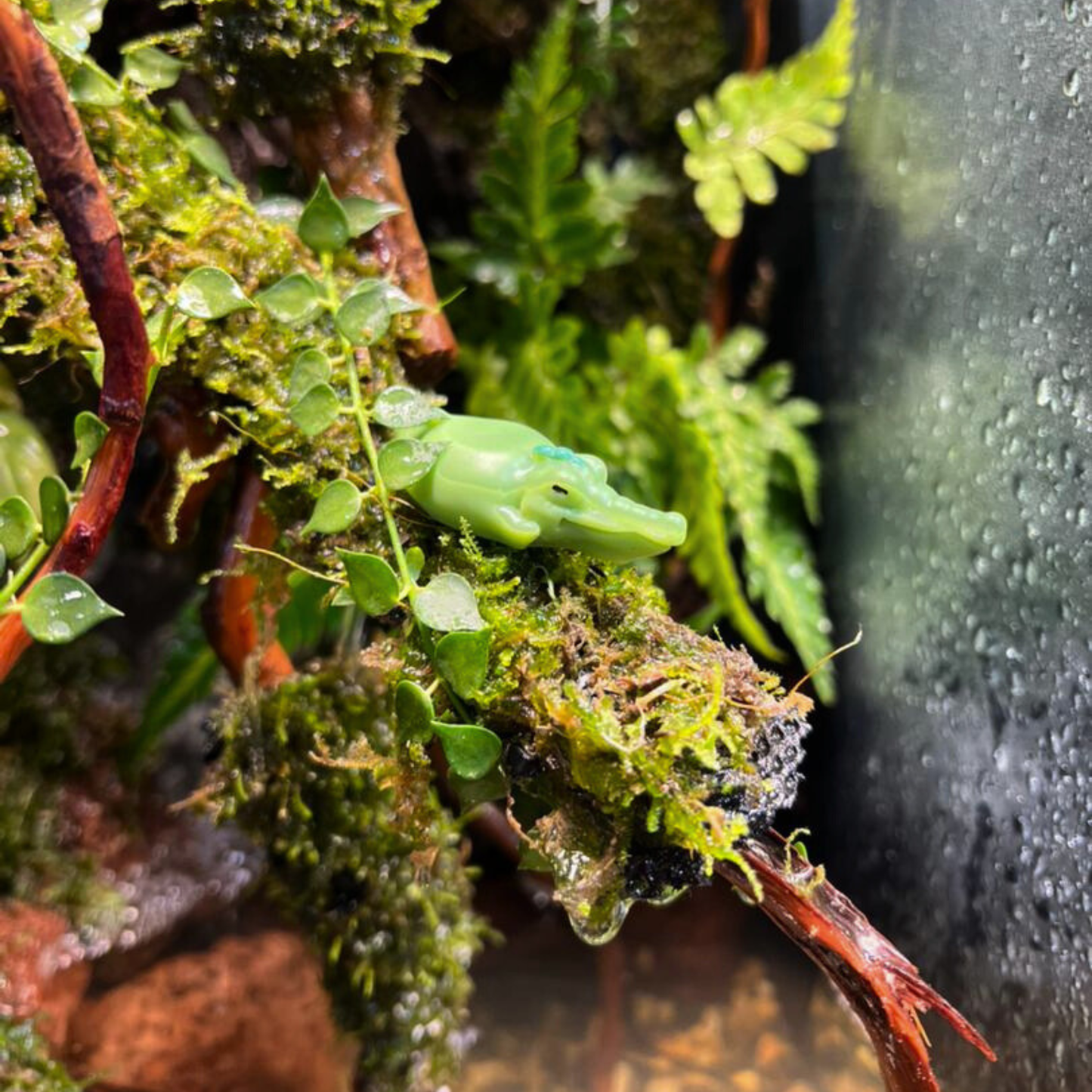 Paludarium Series