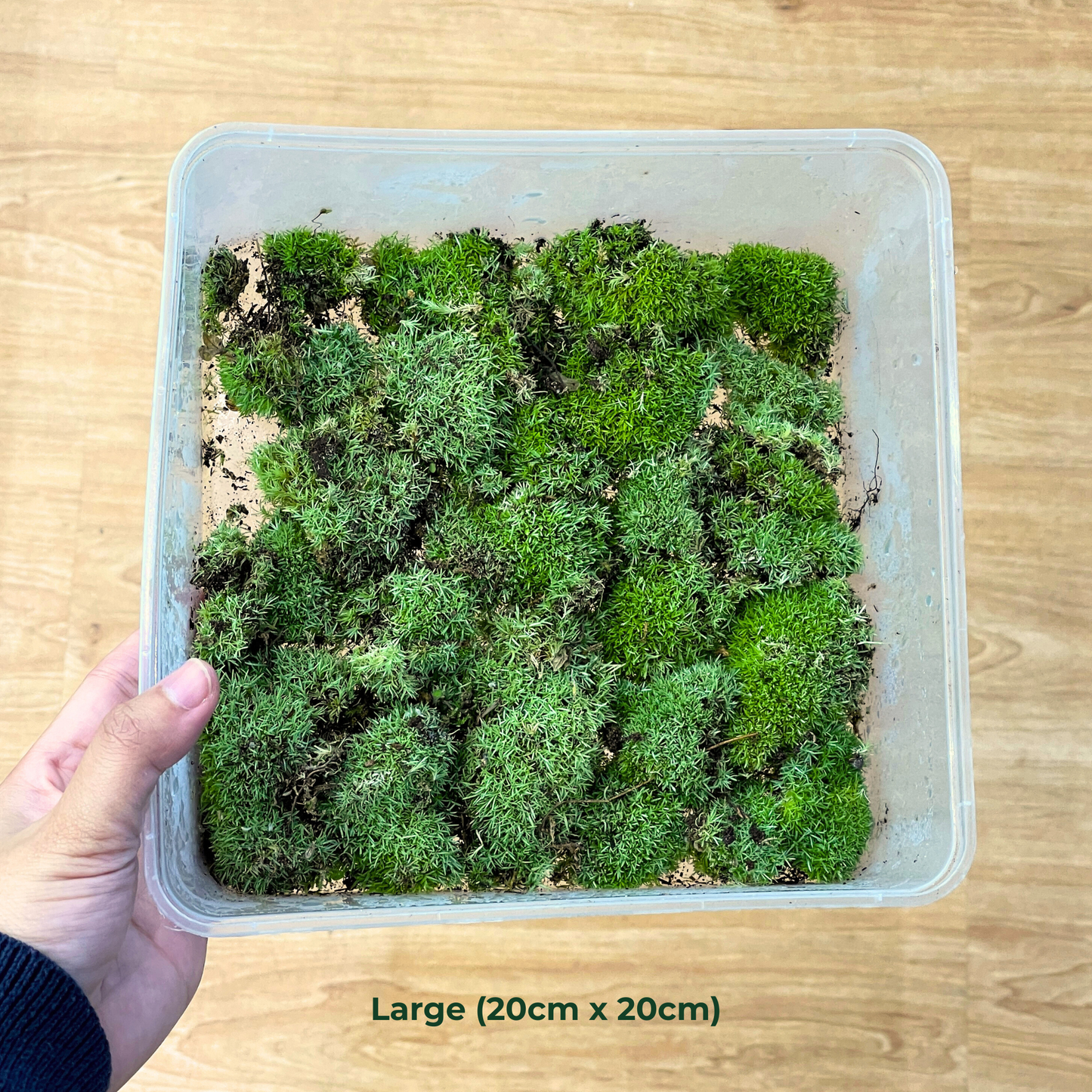 Live Moss - Pillow Moss