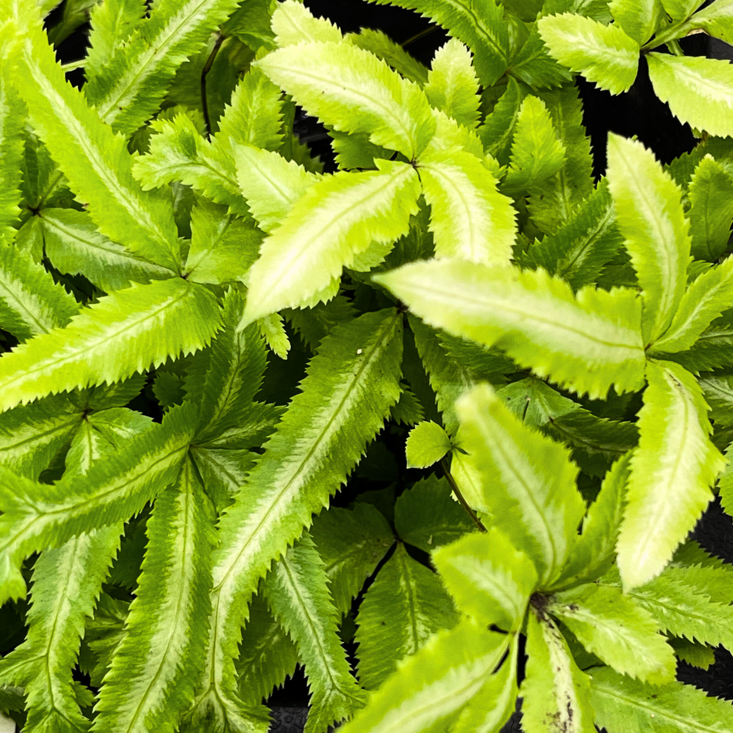 Fern Plant - Ribbon Fern
