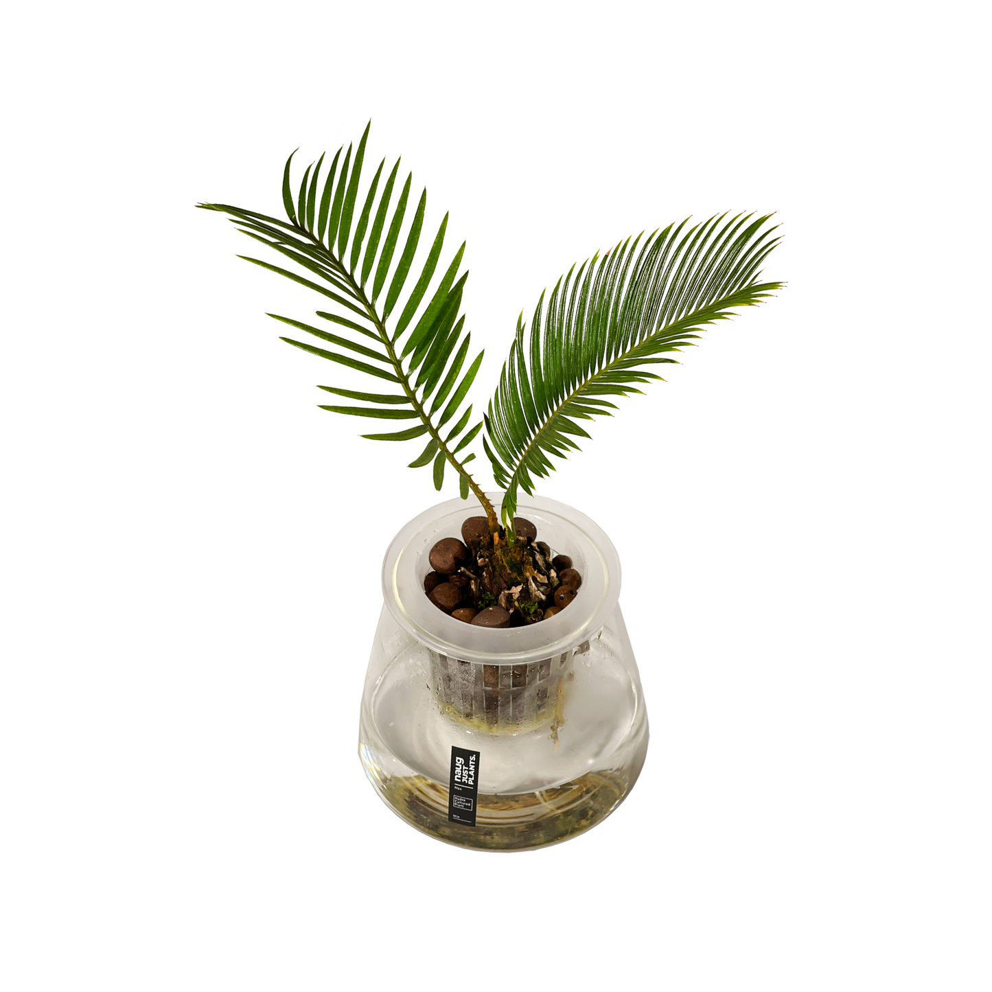 Hydro-cultured Plants - Sago Palm