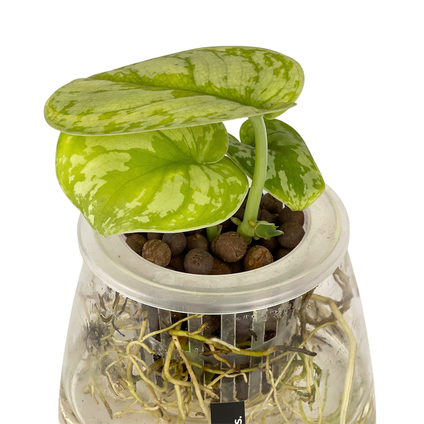Hydro-cultured plant - Satin Pothos