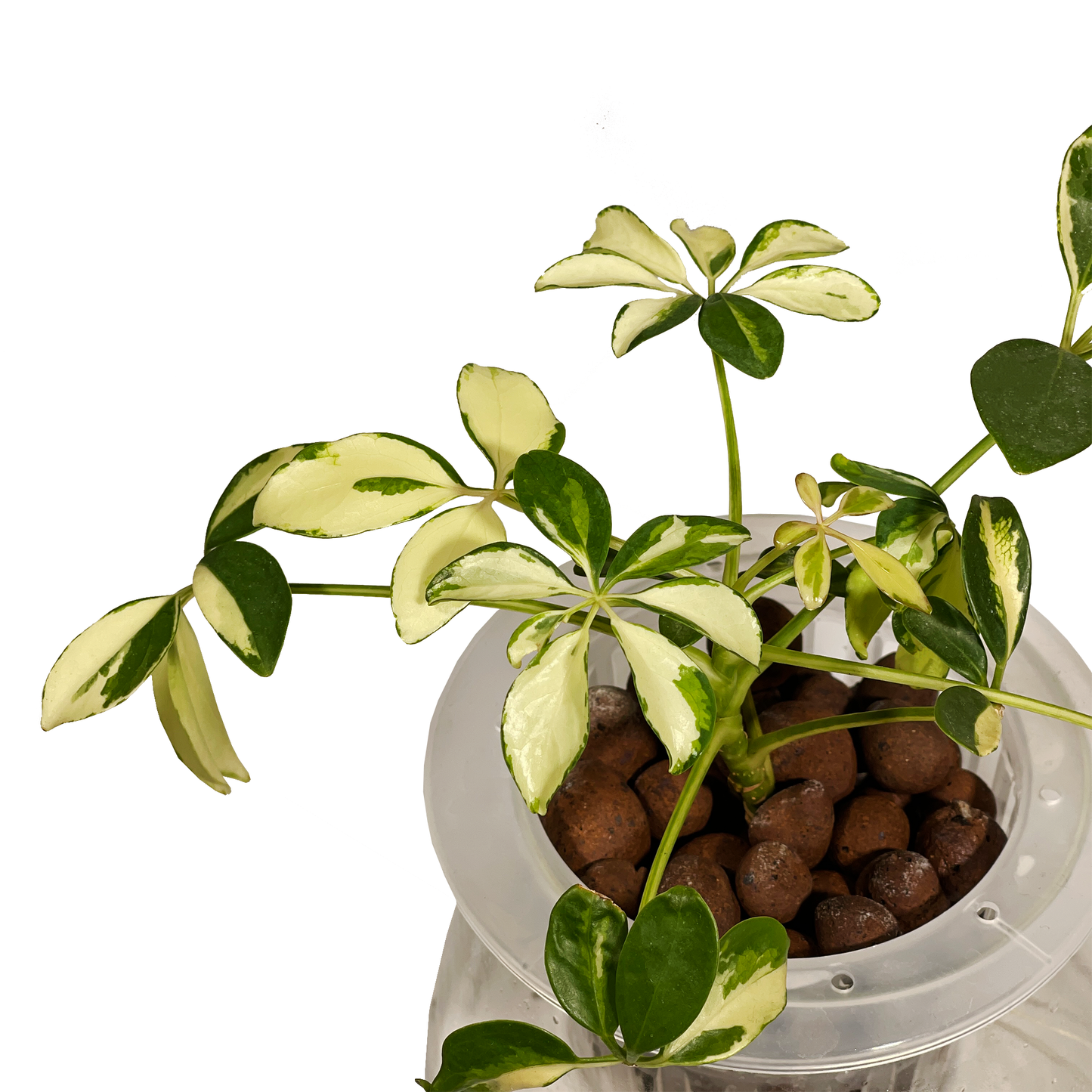 Hydro-cultured plant - Schefflera variegated