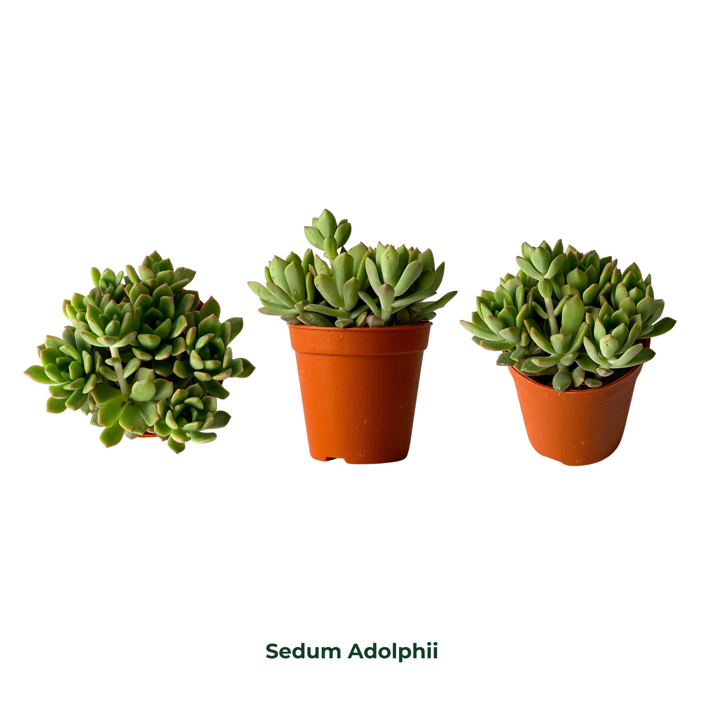 Assorted Succulents