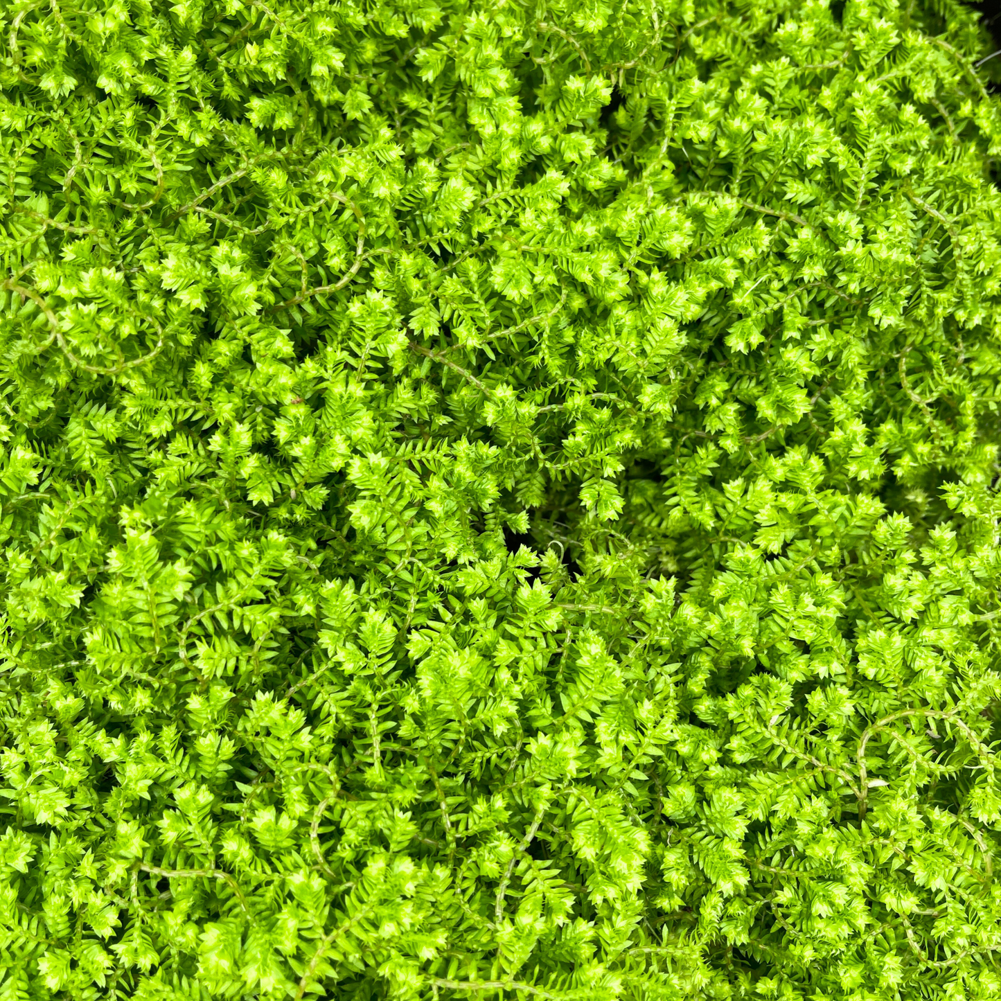 Selaginella Bronsiana (light green)
