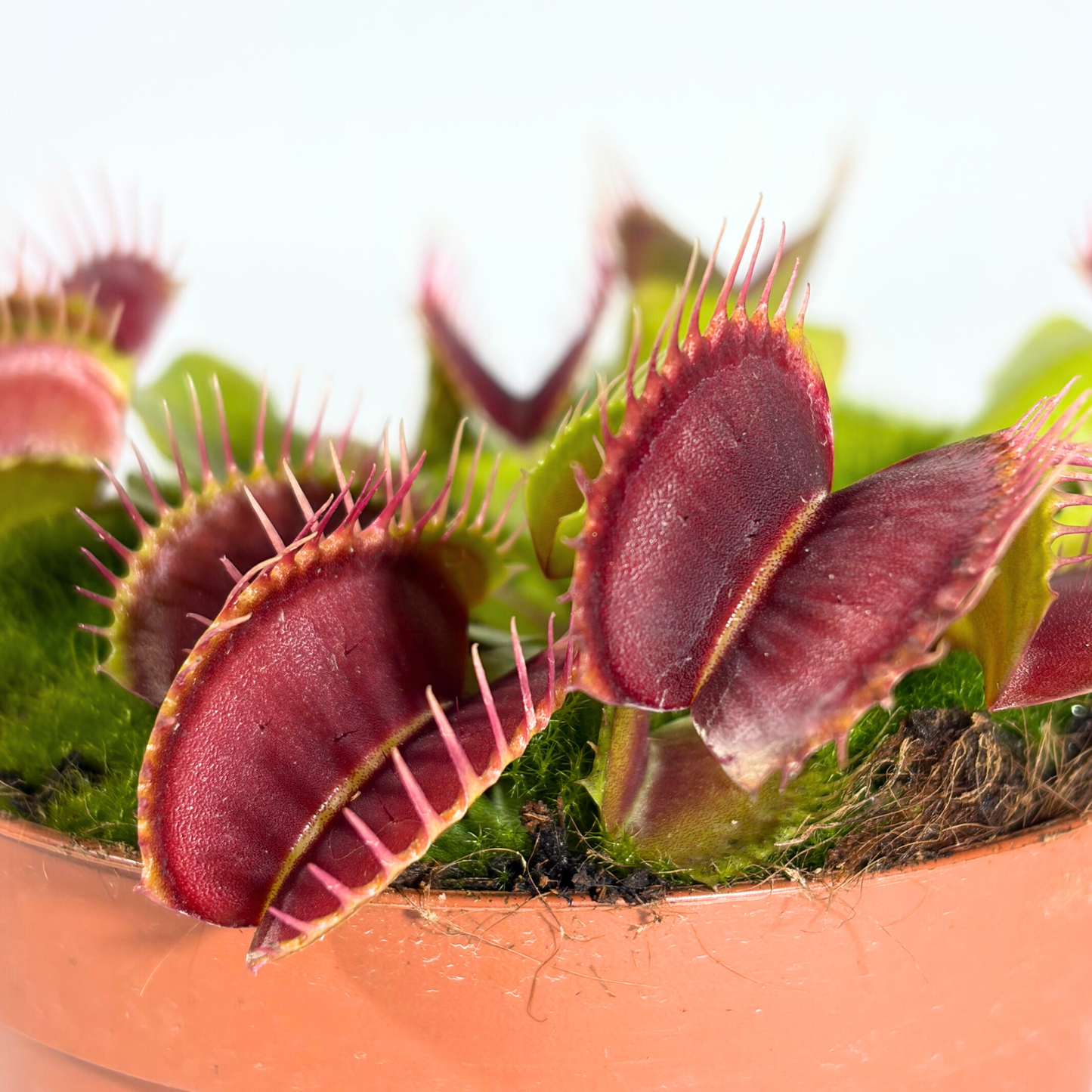 Carnivorous Plant - Short Venus Flytrap