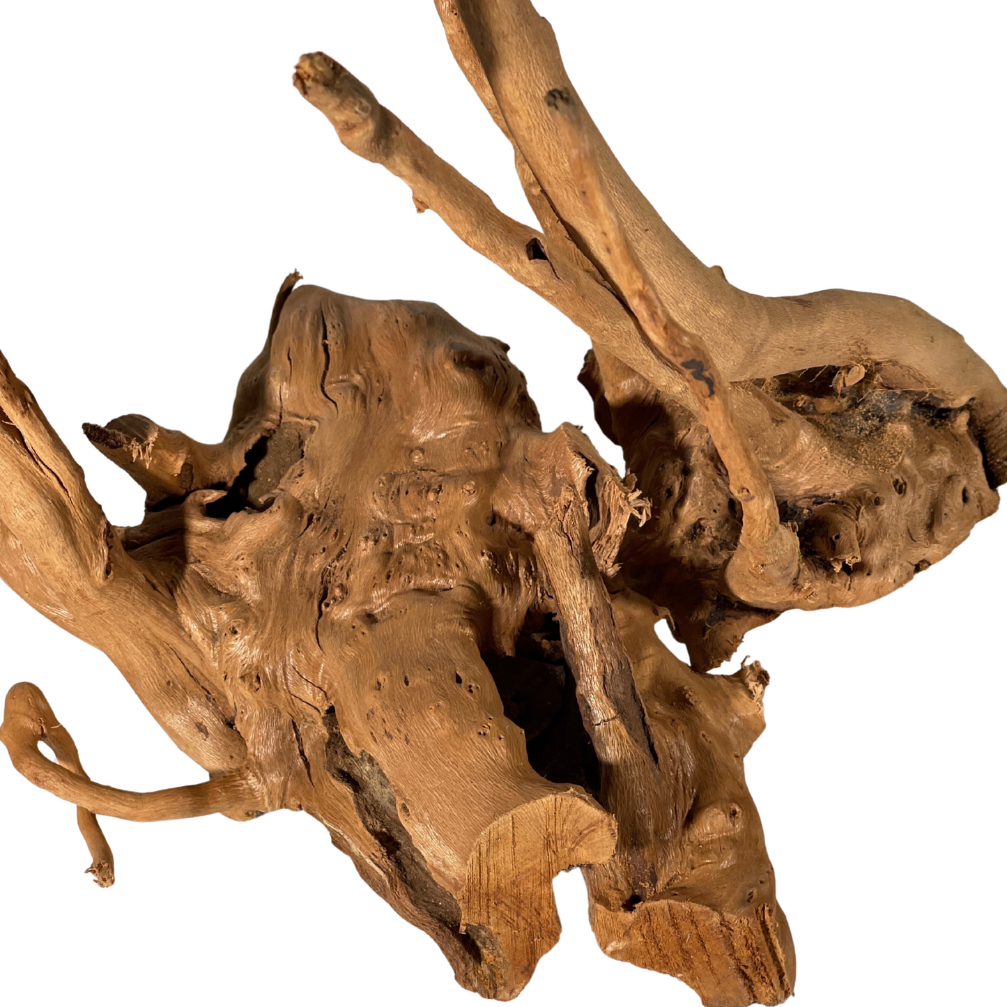 Terrarium Supplies - Spider Wood