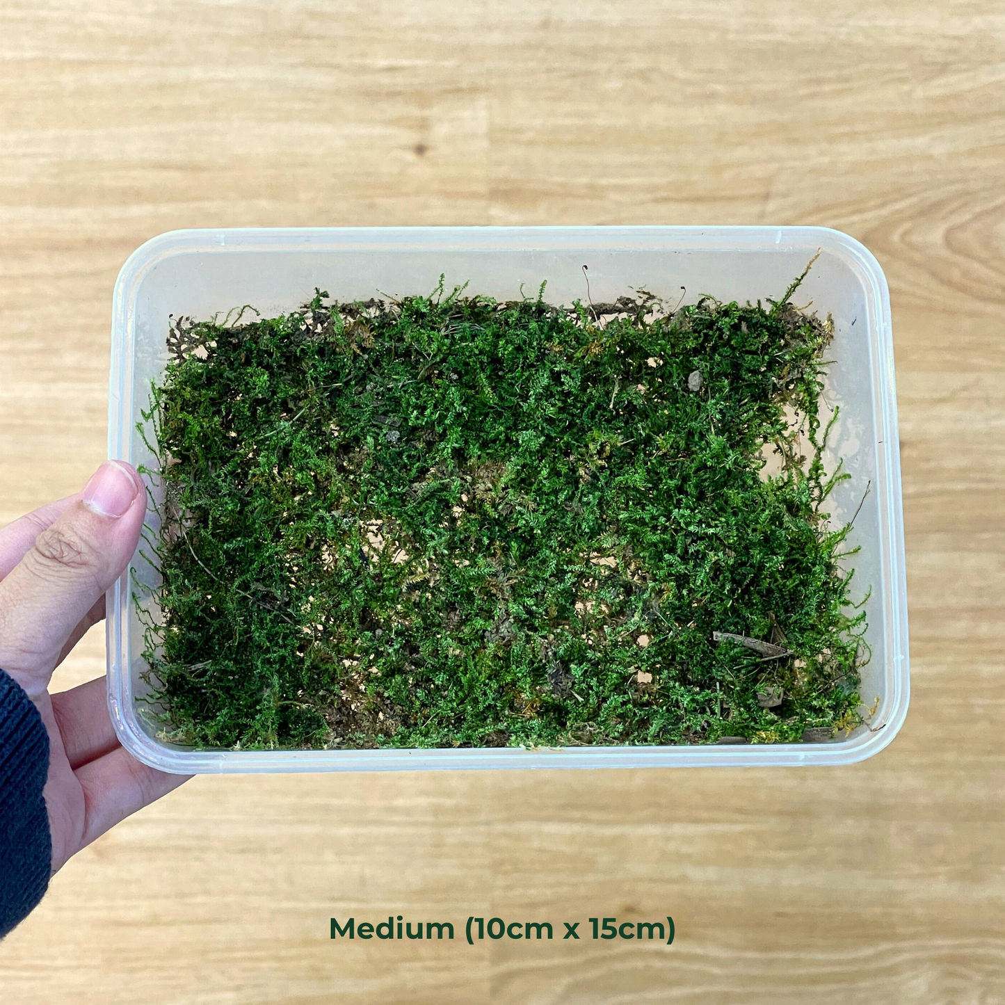 Live Moss - Spike Moss