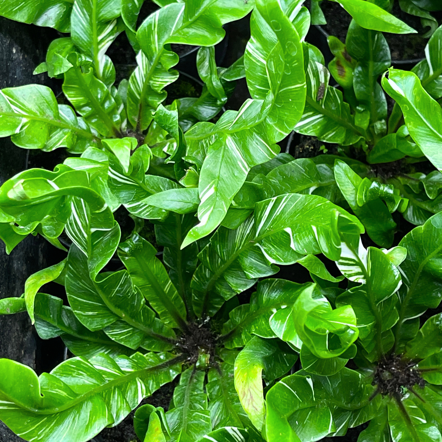 Fern Plant - Striped Bamboo Fern (Coniogramme emeiensis 'Golden Zebra')