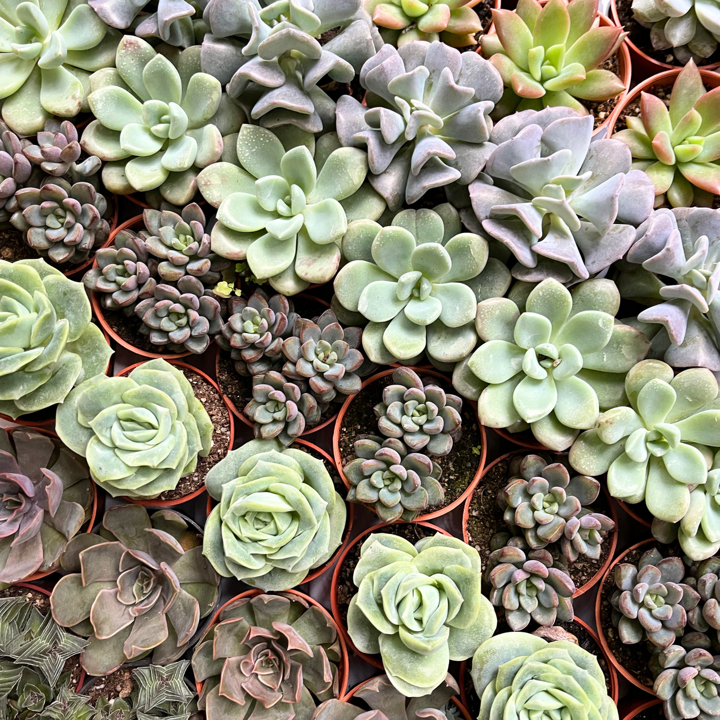 Assorted Succulents