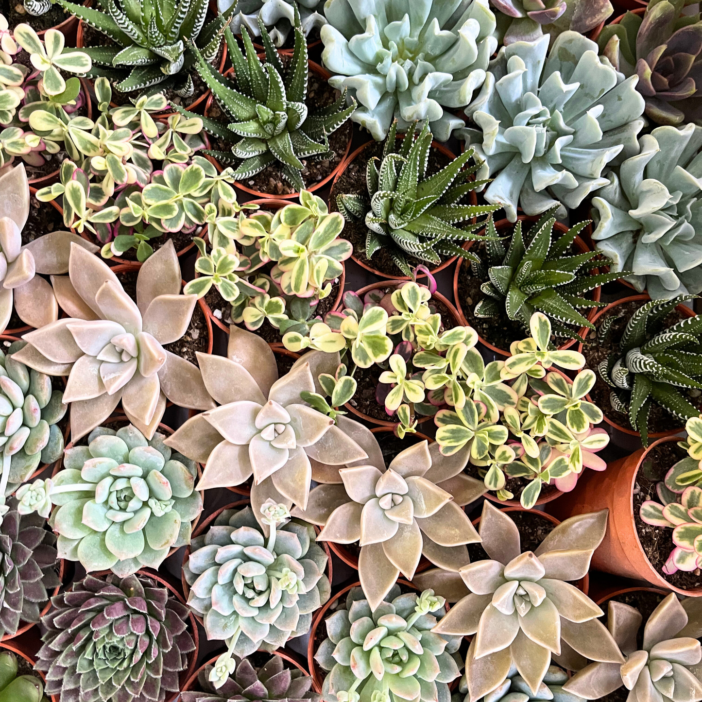 Assorted Succulents
