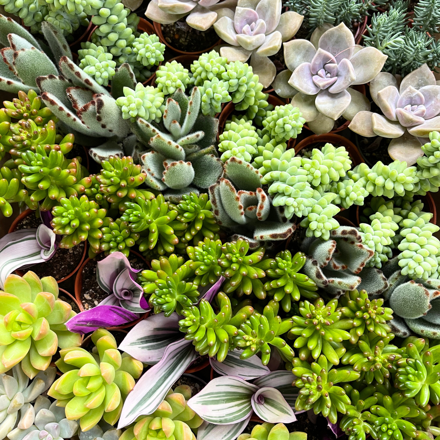 Assorted Succulents