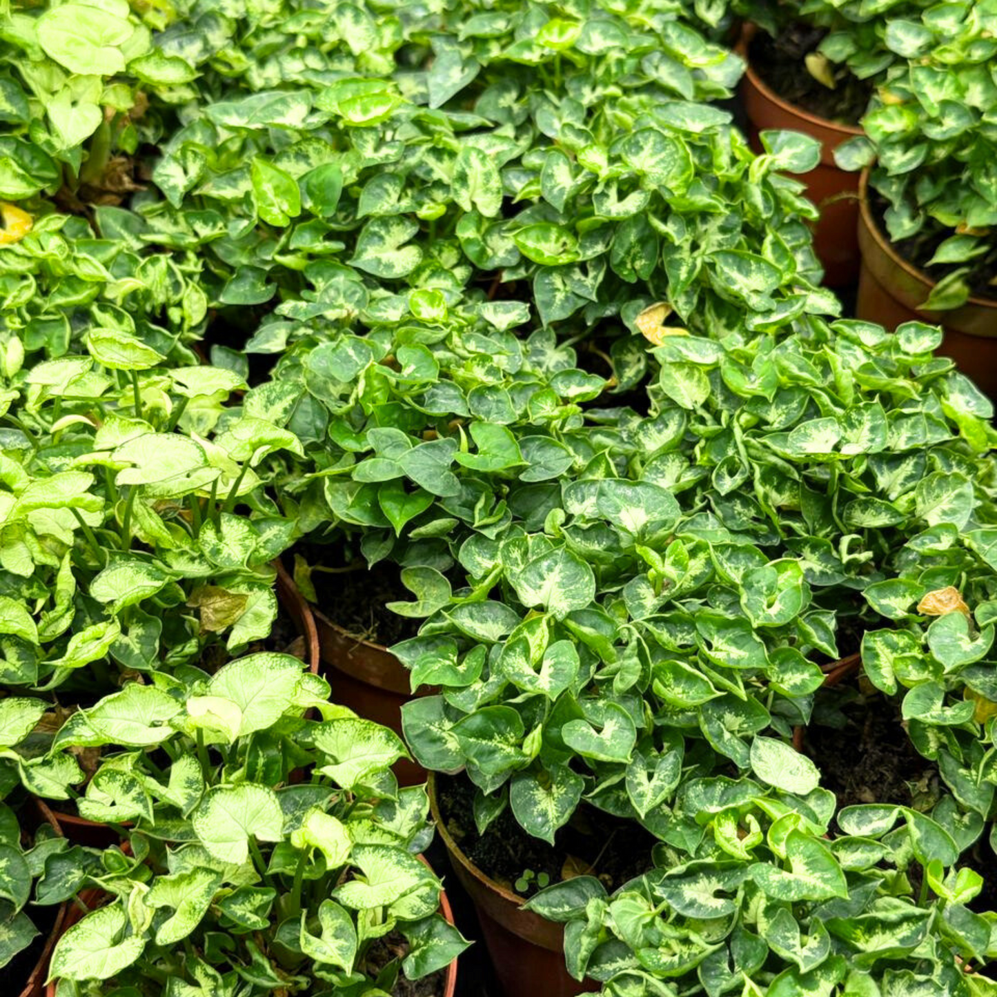 Moisture Loving Plant - Syngonium Mini