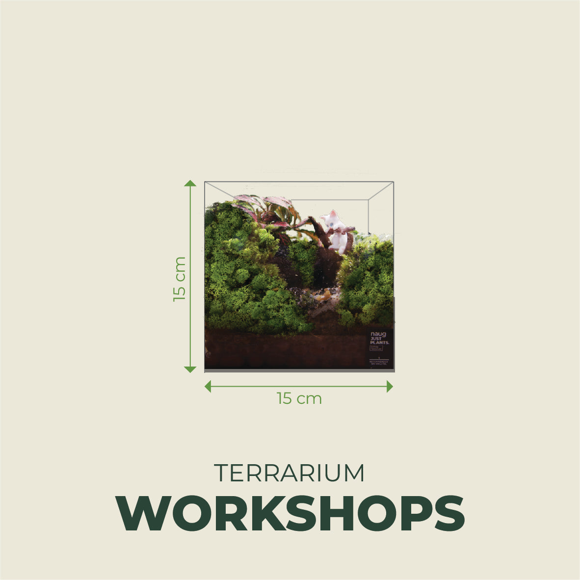 Standard Terrarium 15cm x 15cm x 10cm