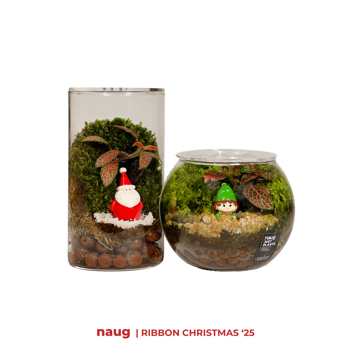 Christmas Exclusive Live Terrarium