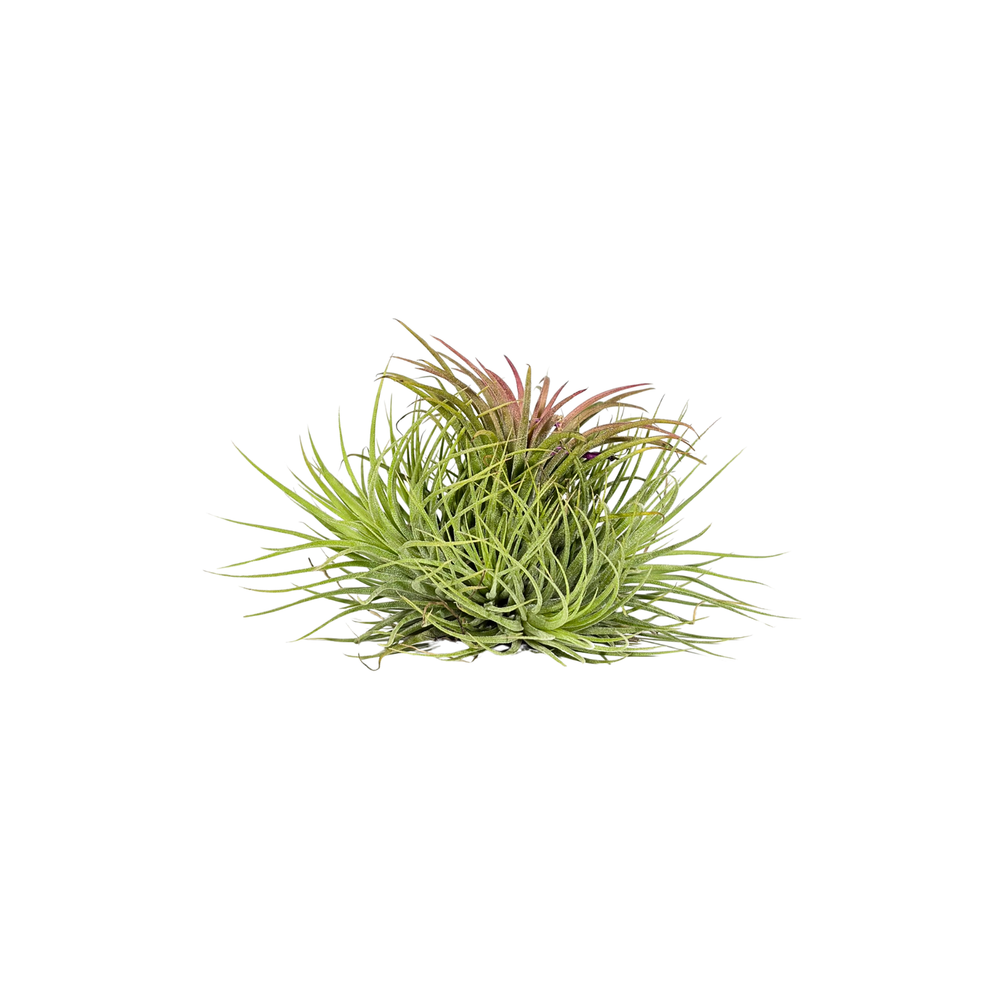 Tillandsia Guatemala