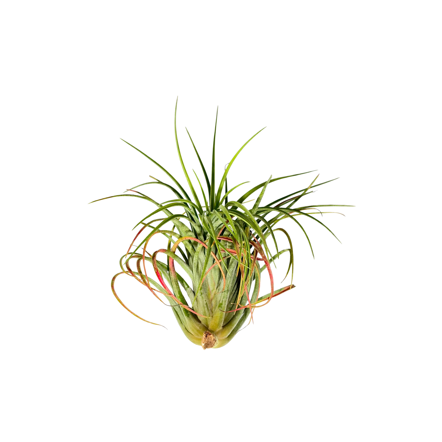 Tillandsia Victoria