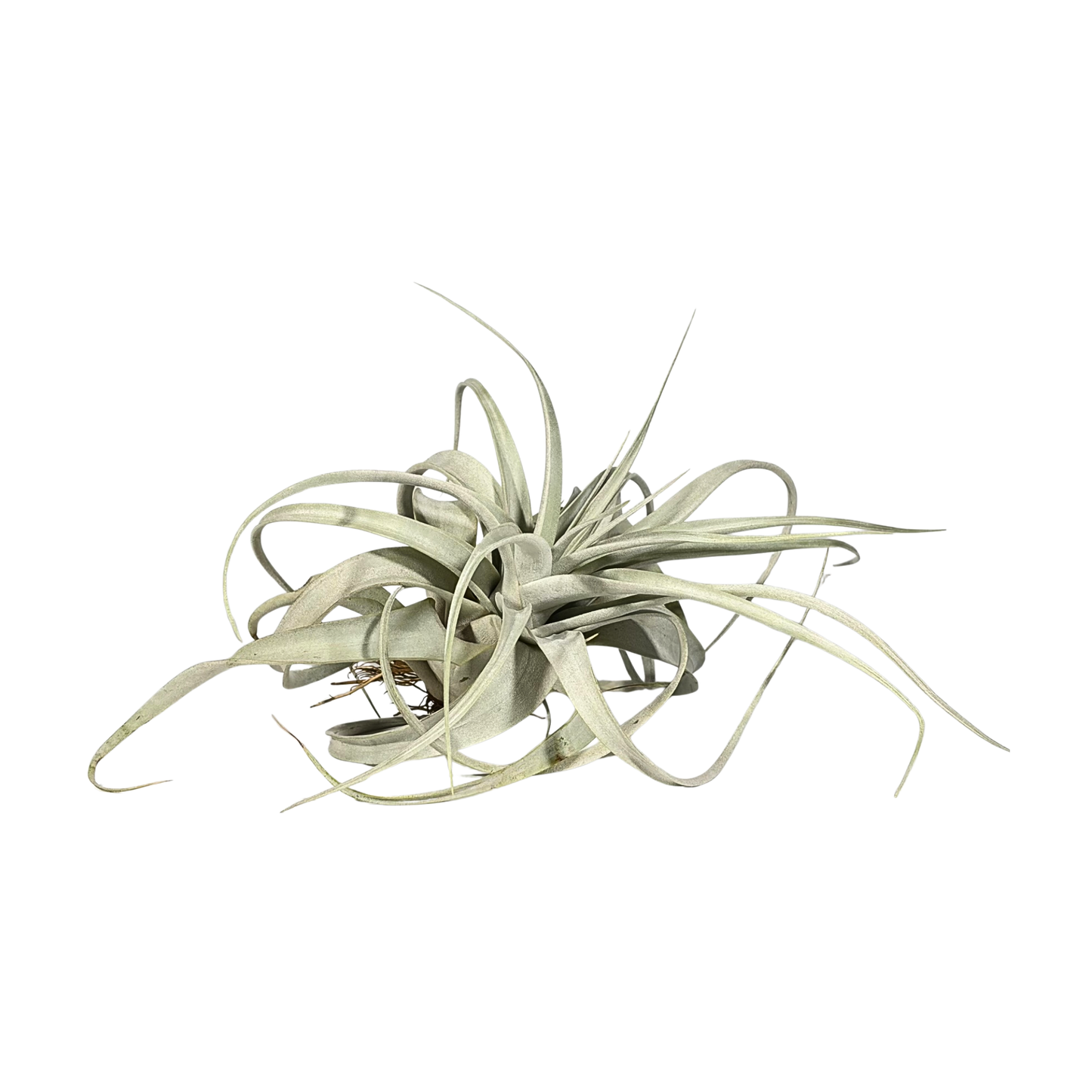 Tillandsia Xero
