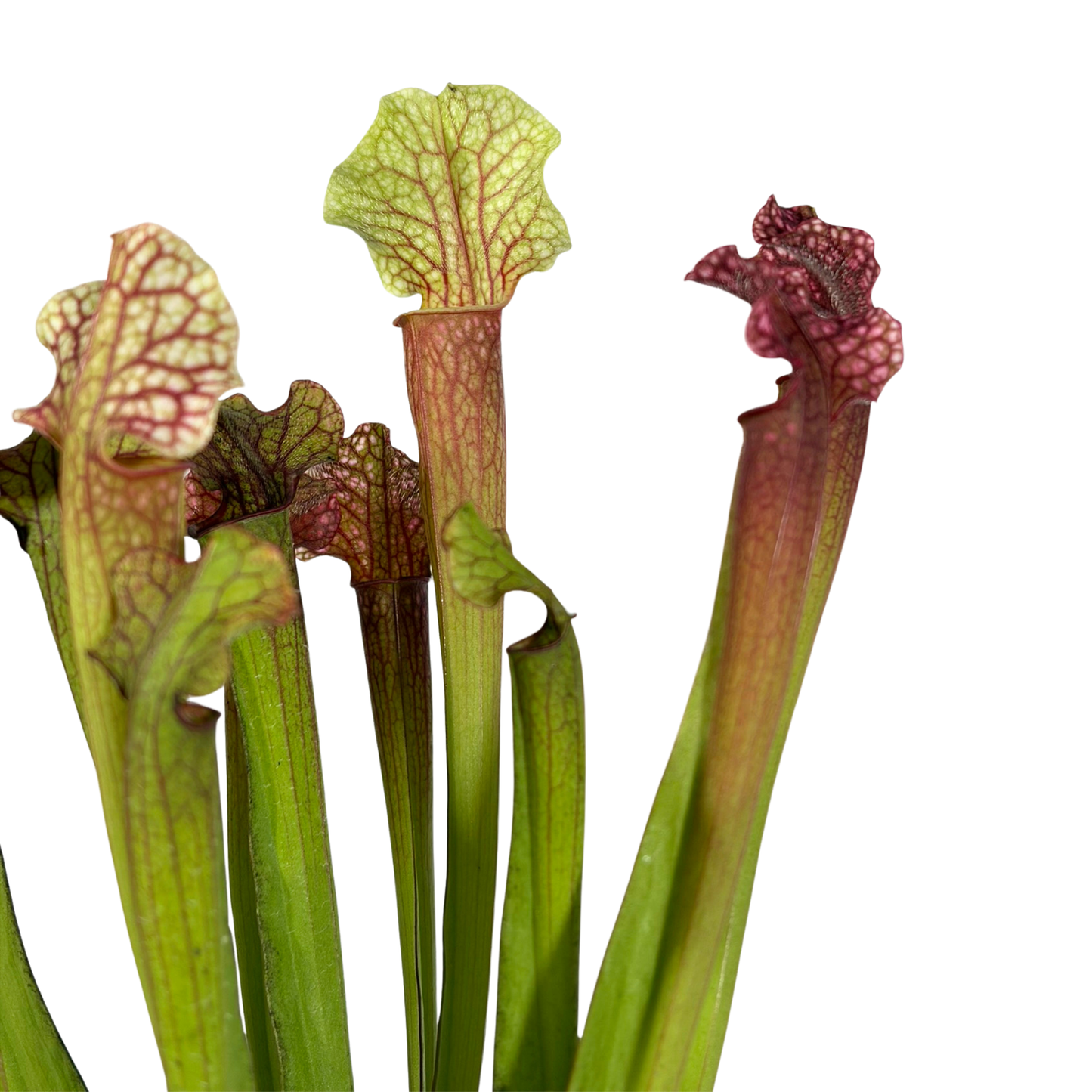 Carnivorous Plant - Trumpet Pitchers (Long)