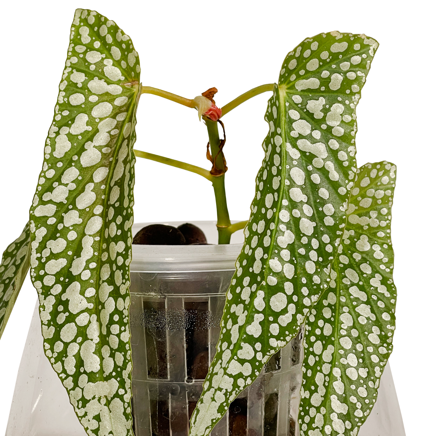 Hydro-cultured Plants - White Ice Begonia