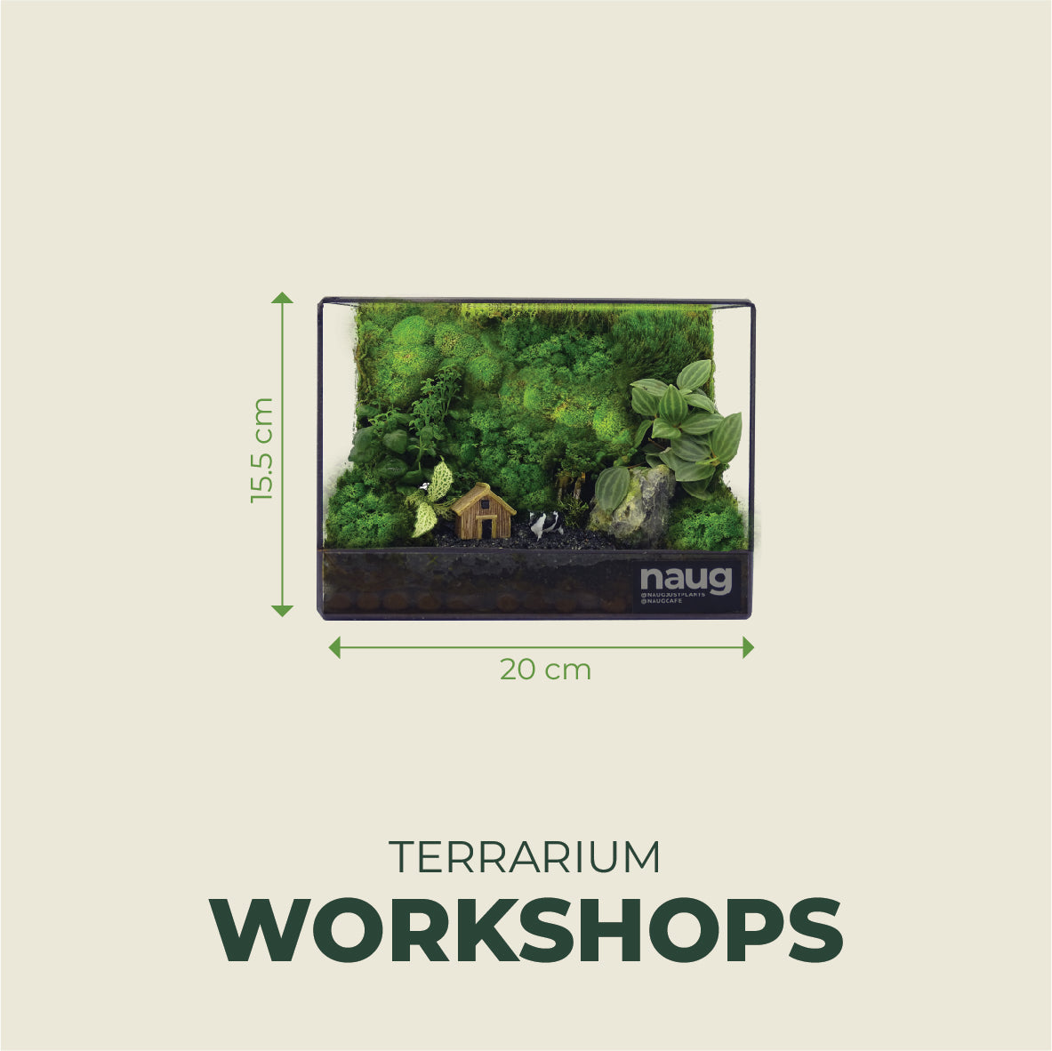 Green Wall Terrarium 20cm x 10cm x 15.5cm