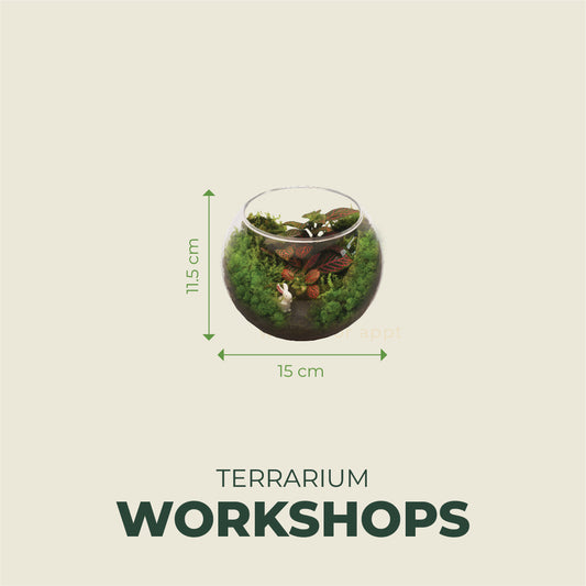 Standard Terrarium 11.5cm x 15cm