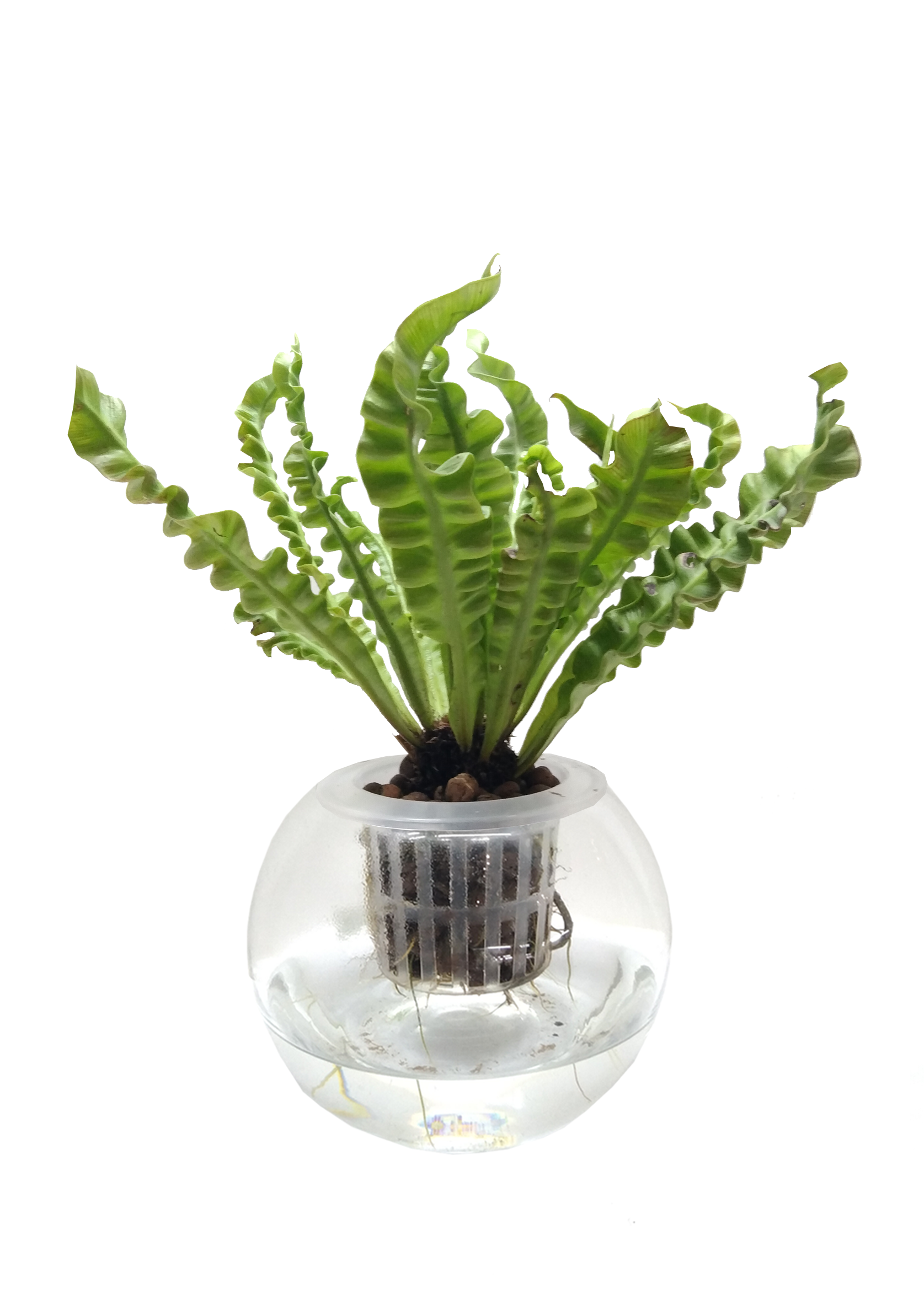 Hydro Cultured] Crispy Wave Fern – naugjustplants