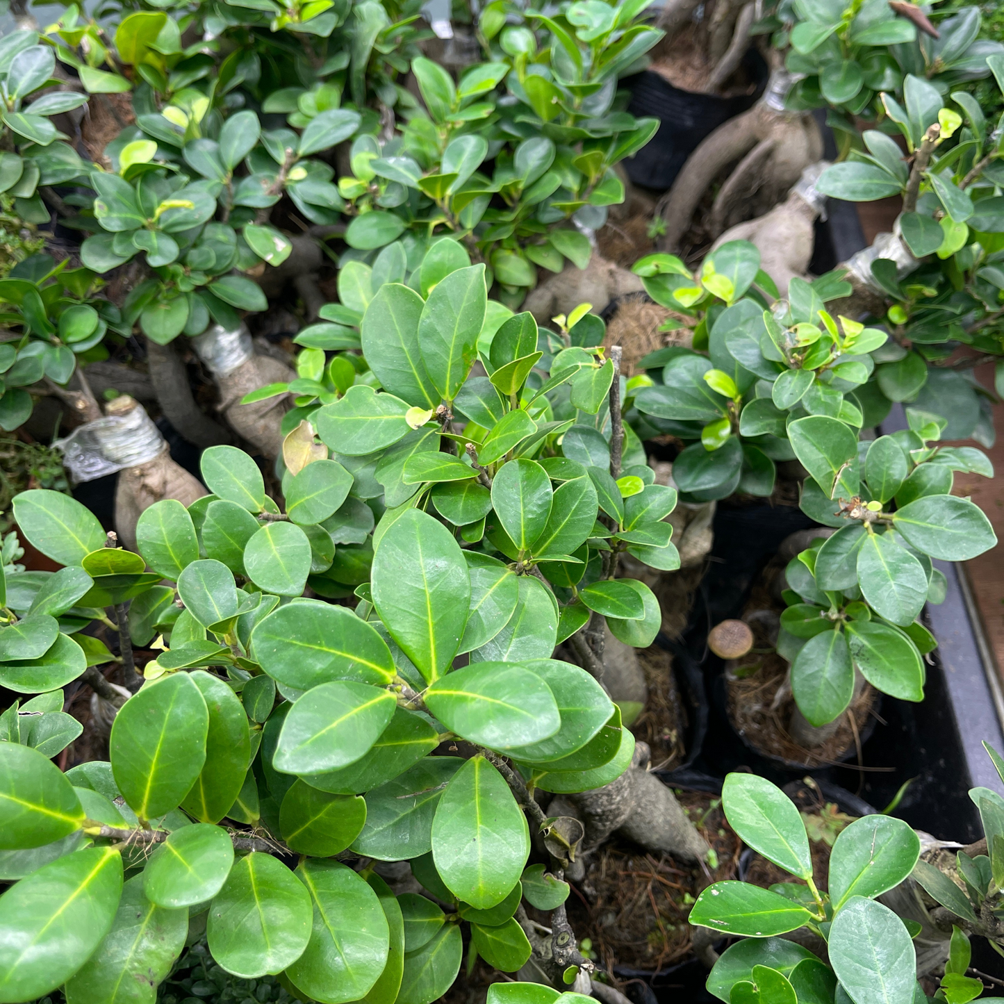 Bonsai Plant - Ficus Ginseng