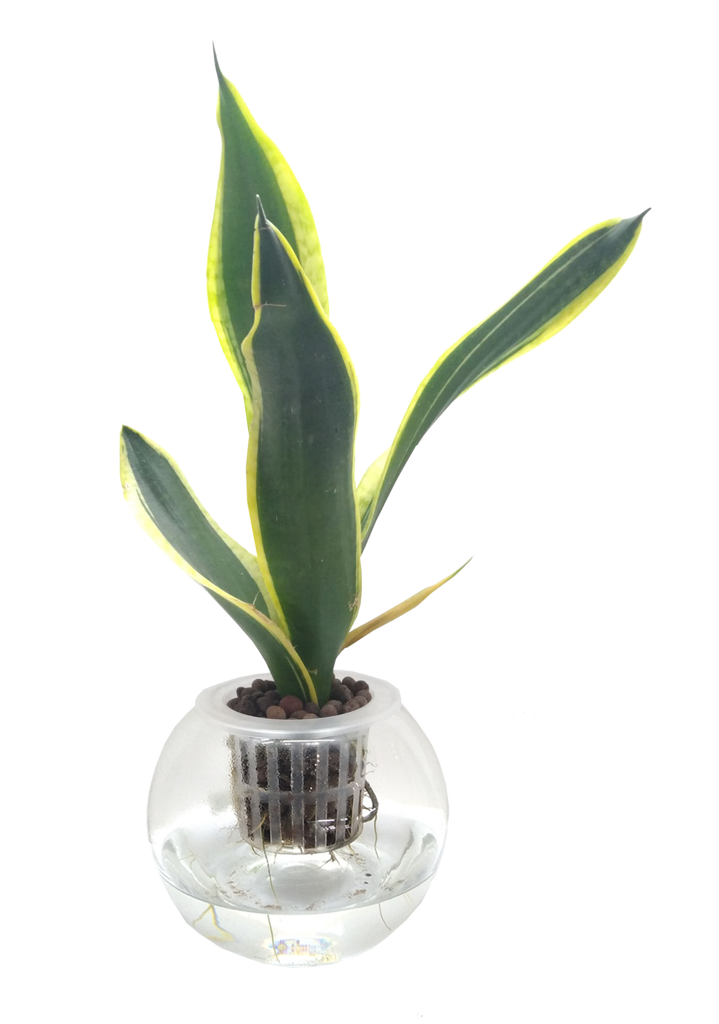 Hydro Cultured - Sansevieria Moonshine