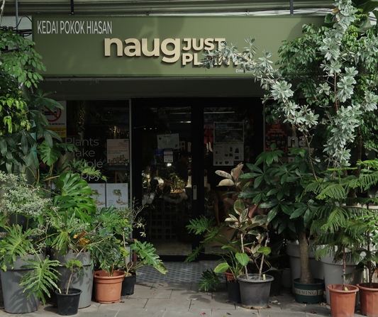 Naug Just Plants - Branch Details