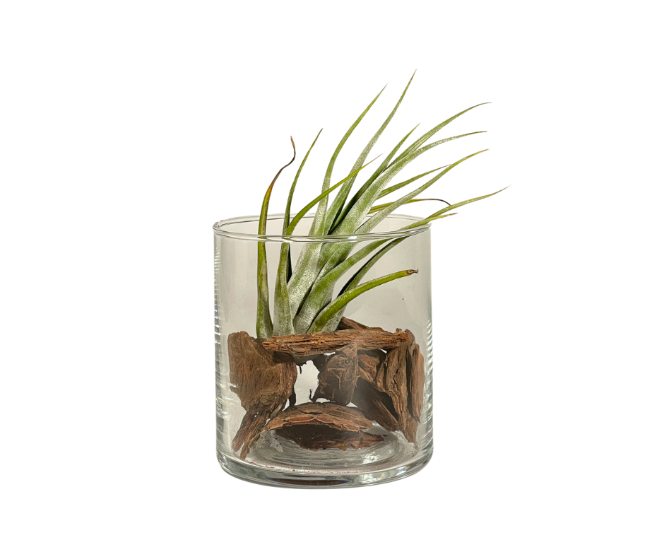 Corporate Gift Customized Airplant Arrangement